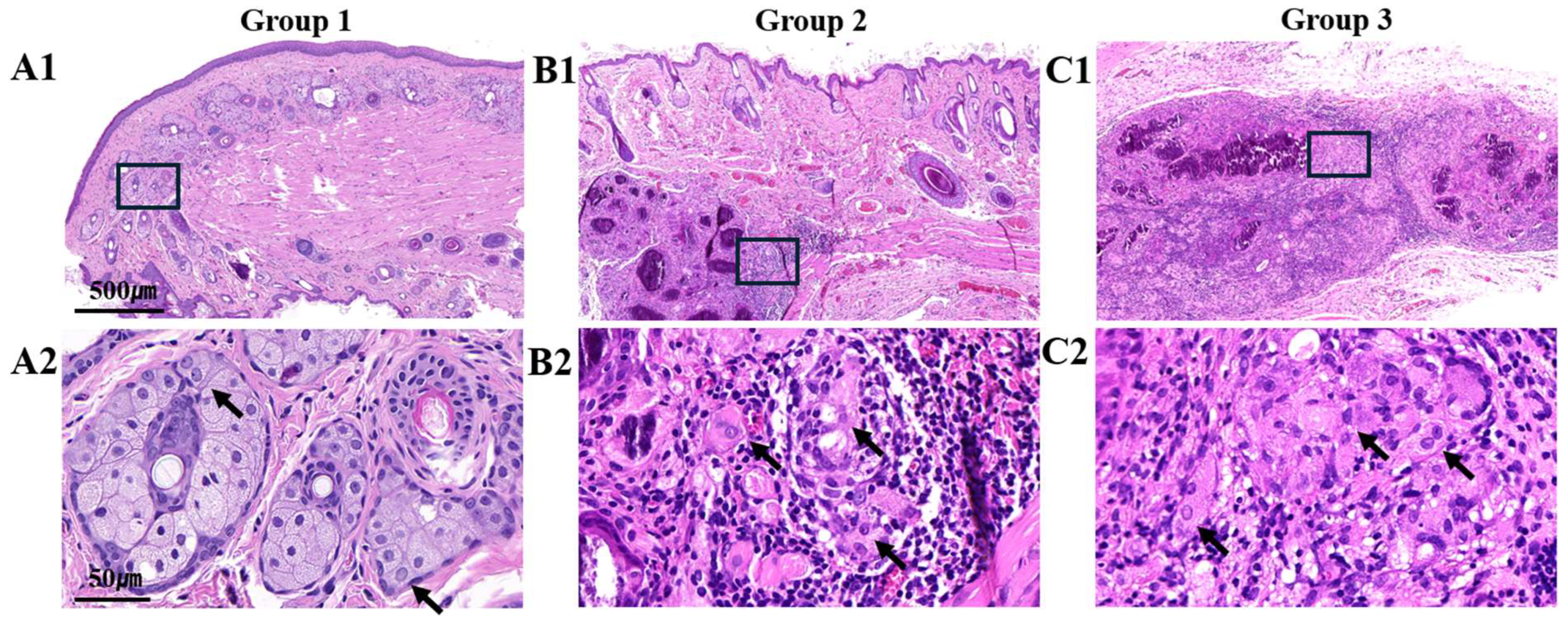 Biomedicines 12 02567 g003