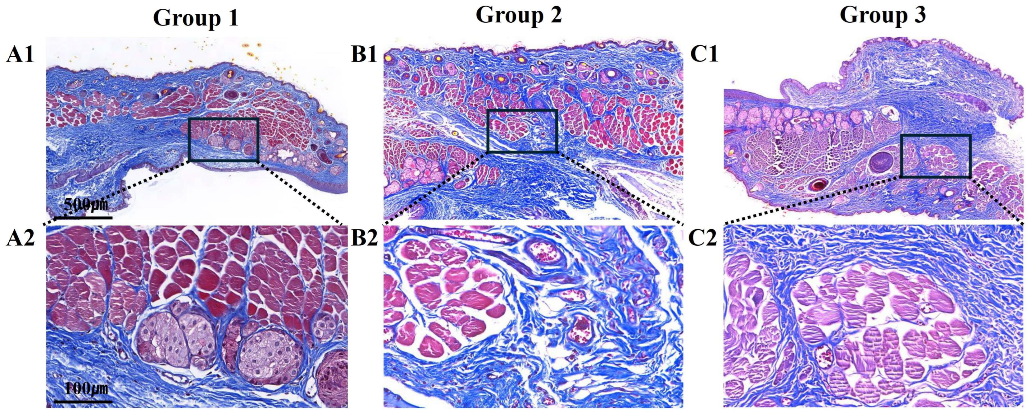 Biomedicines 12 02567 g004