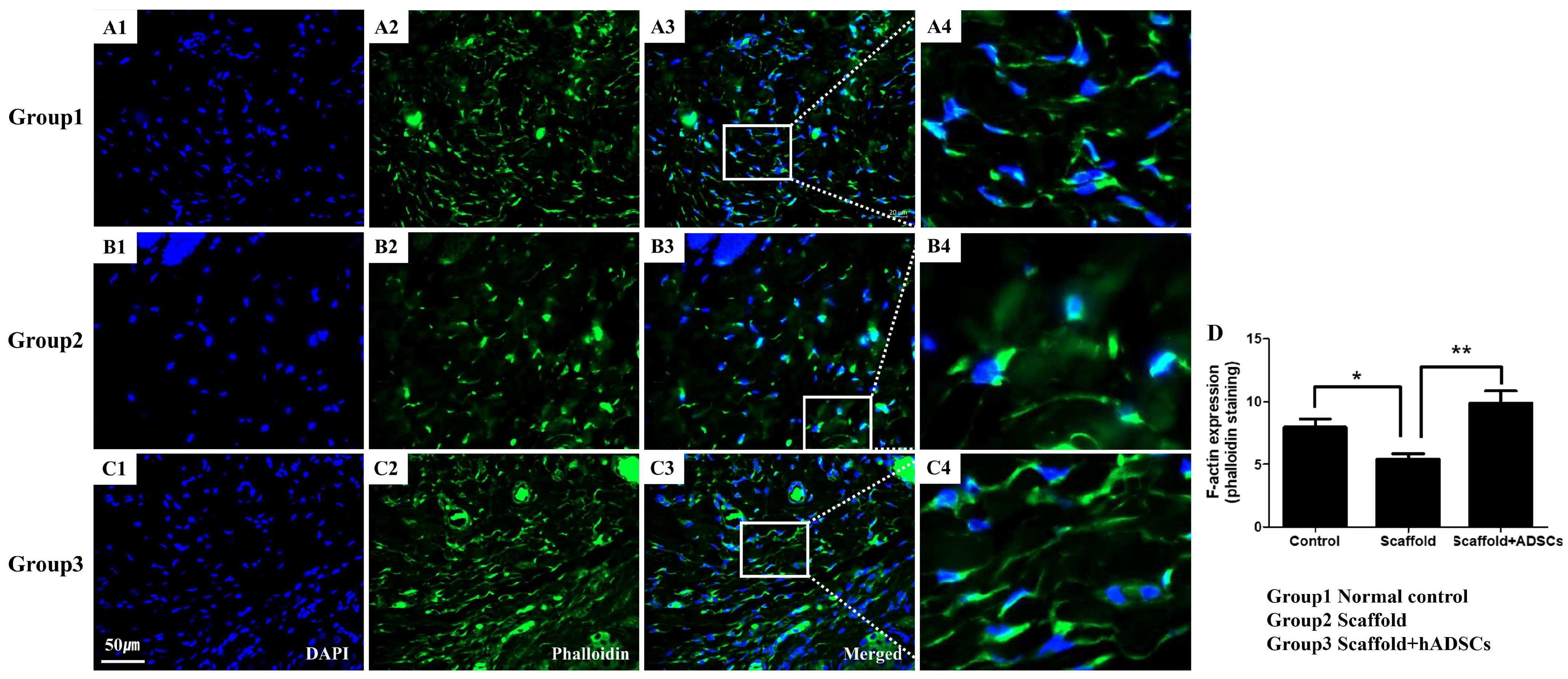 Biomedicines 12 02567 g005