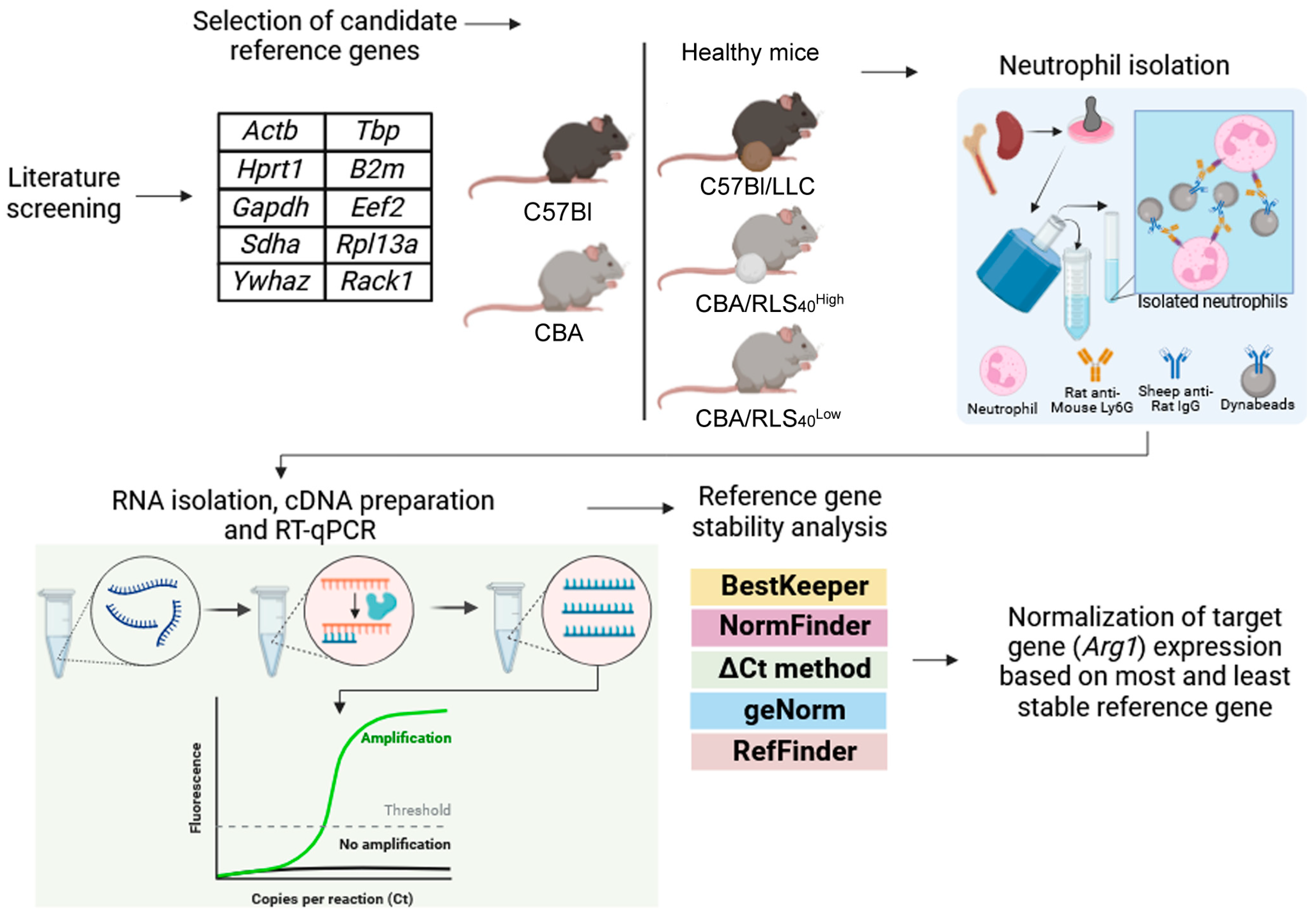 Biomedicines 12 02571 g001