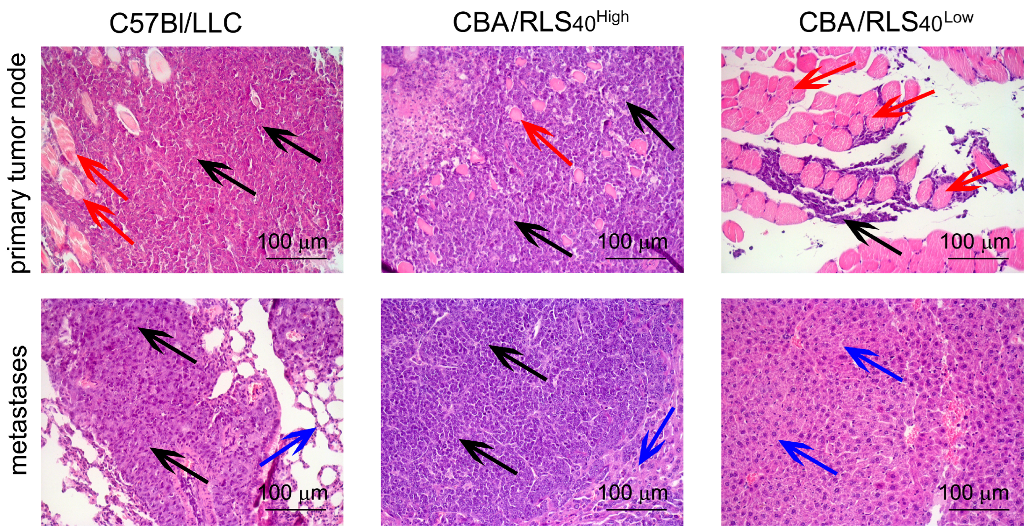 Biomedicines 12 02571 g002