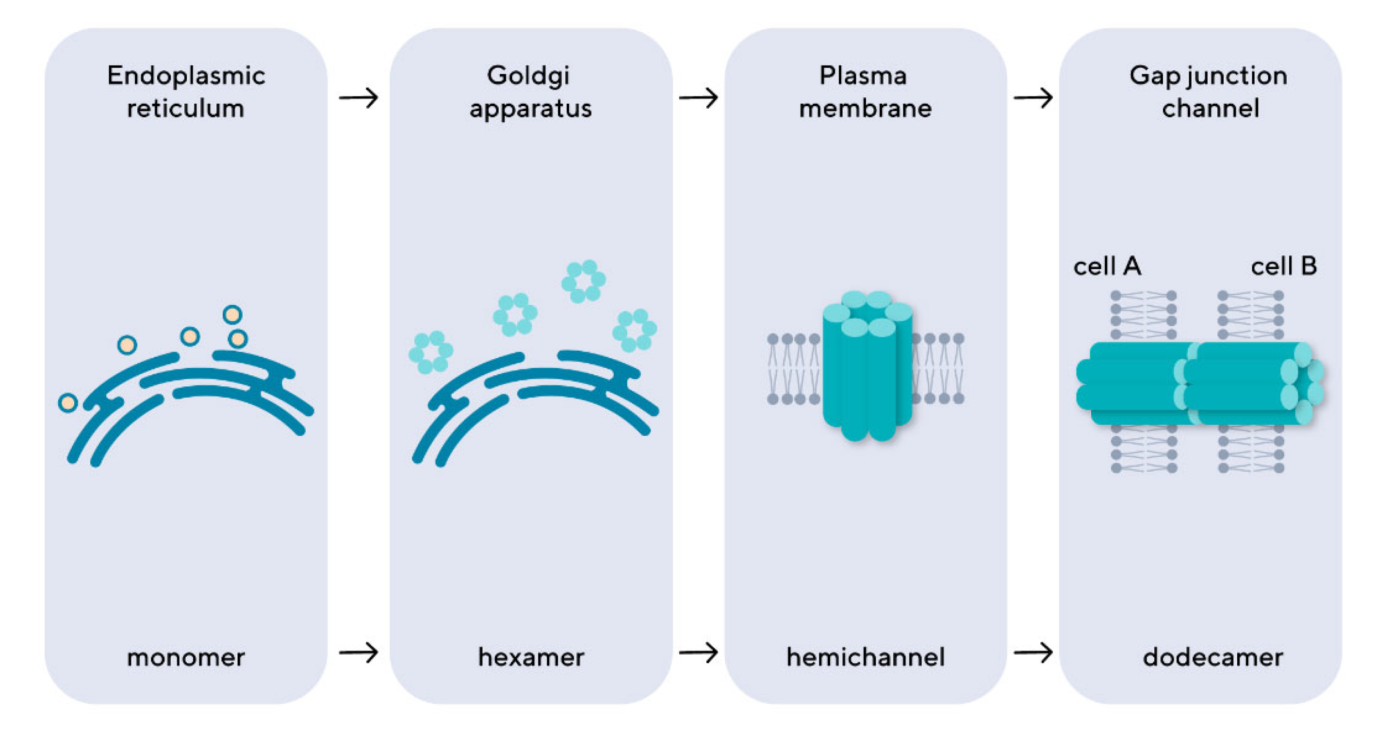 Biomedicines 12 02599 g001 Biomedicines 12 02599 g001