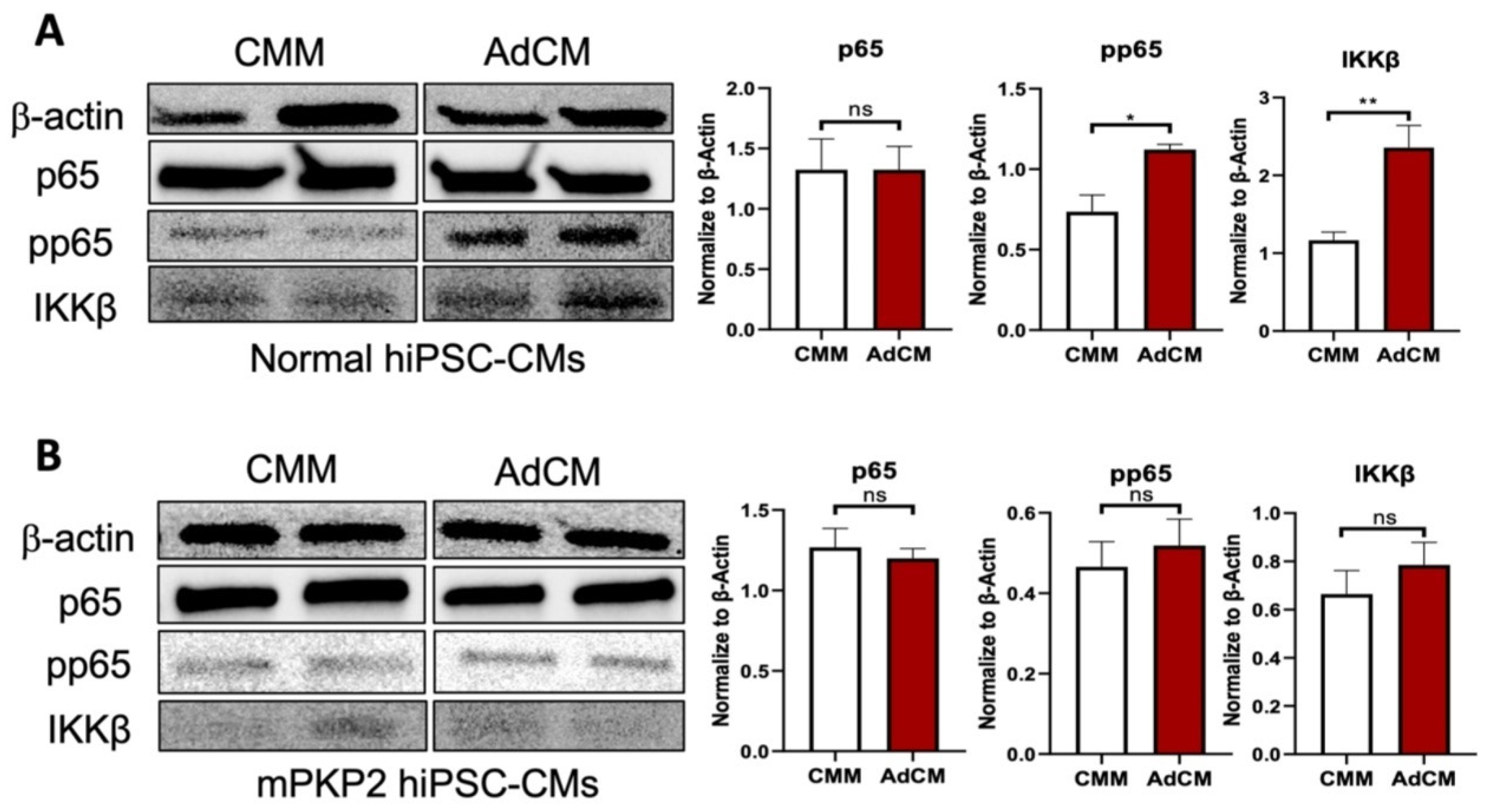 Biomedicines 12 02601 g005