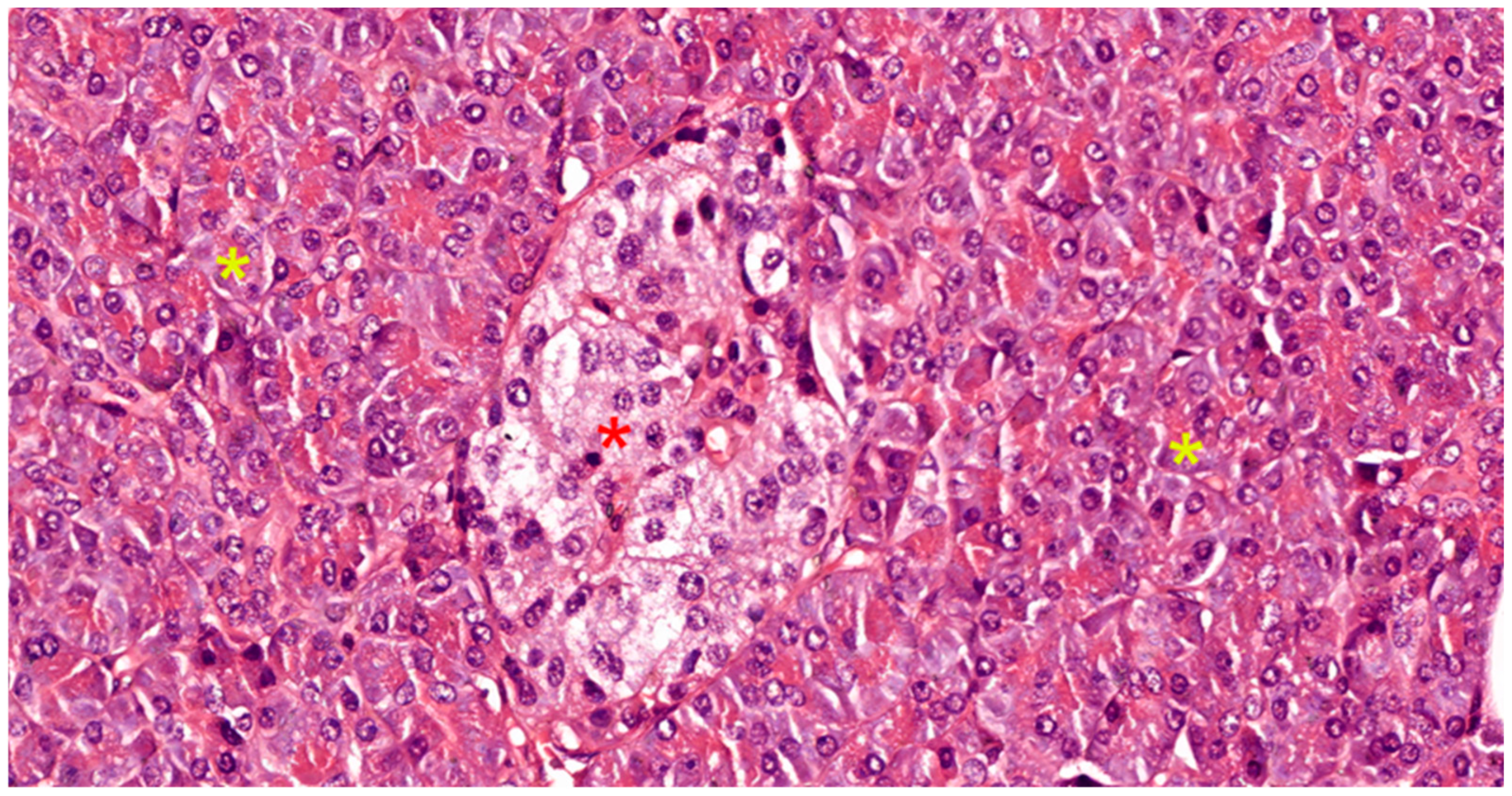 Biomedicines 12 02627 g006