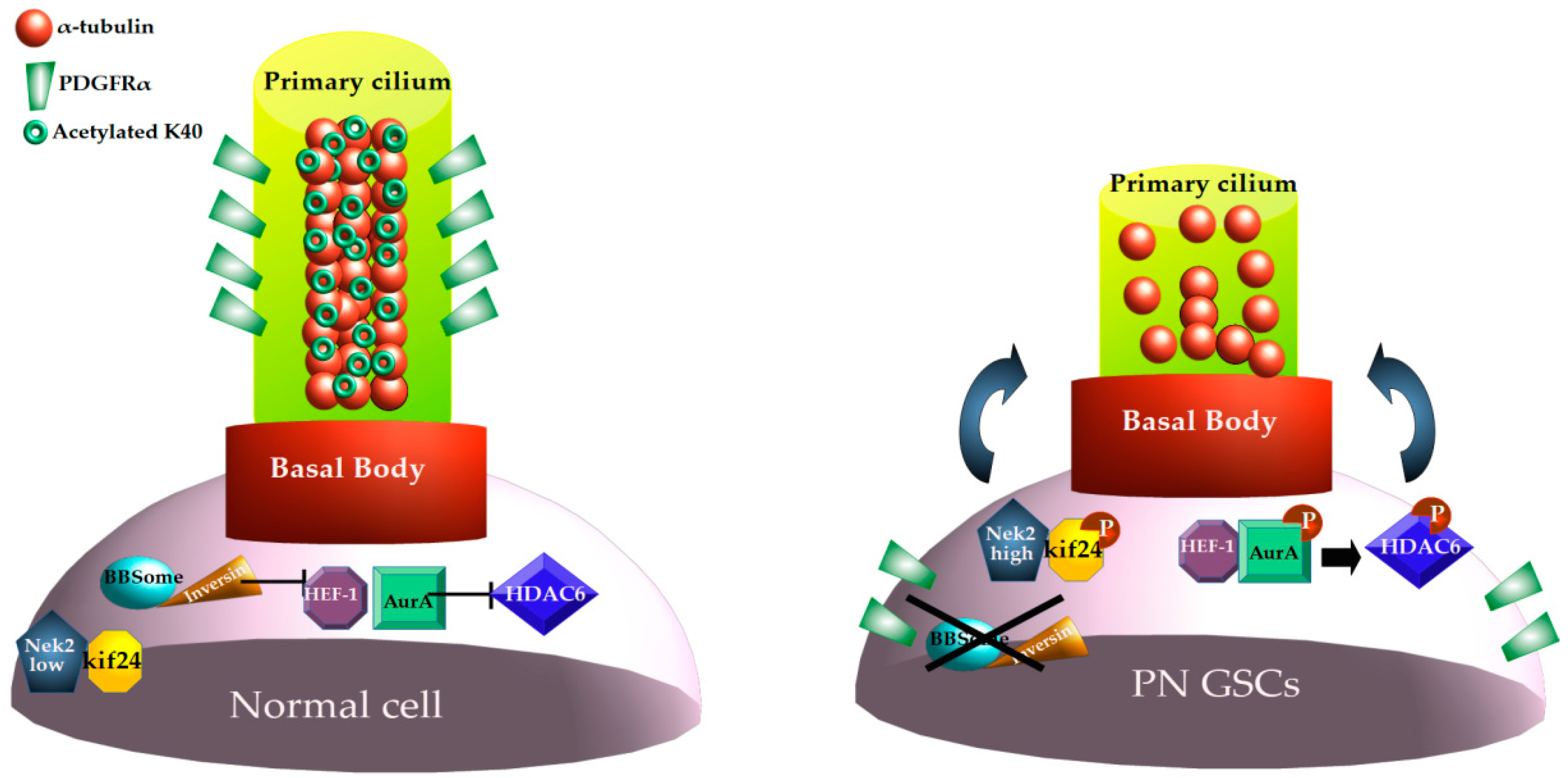 Biomedicines 12 02631 g001