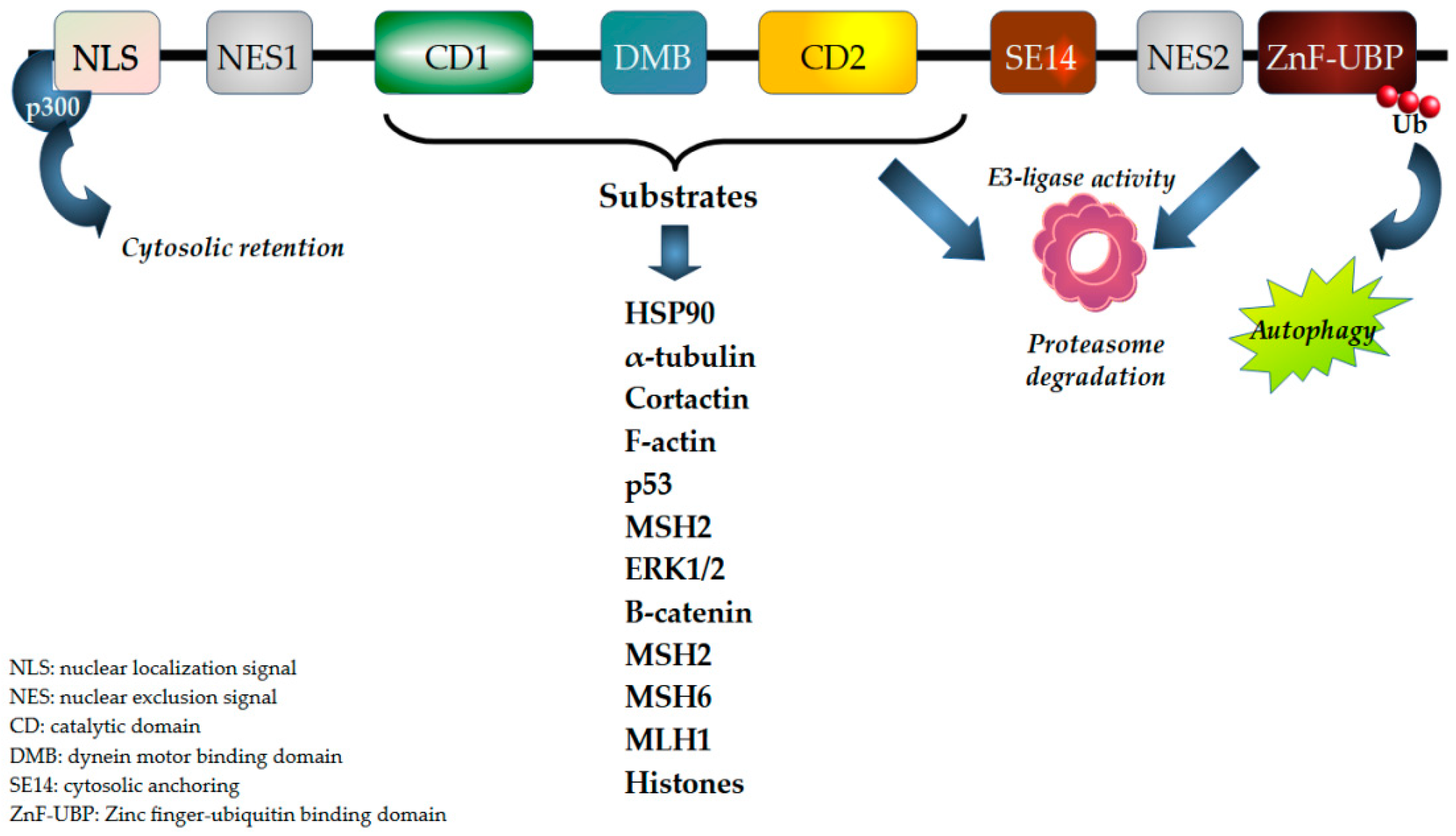 Biomedicines 12 02631 g002
