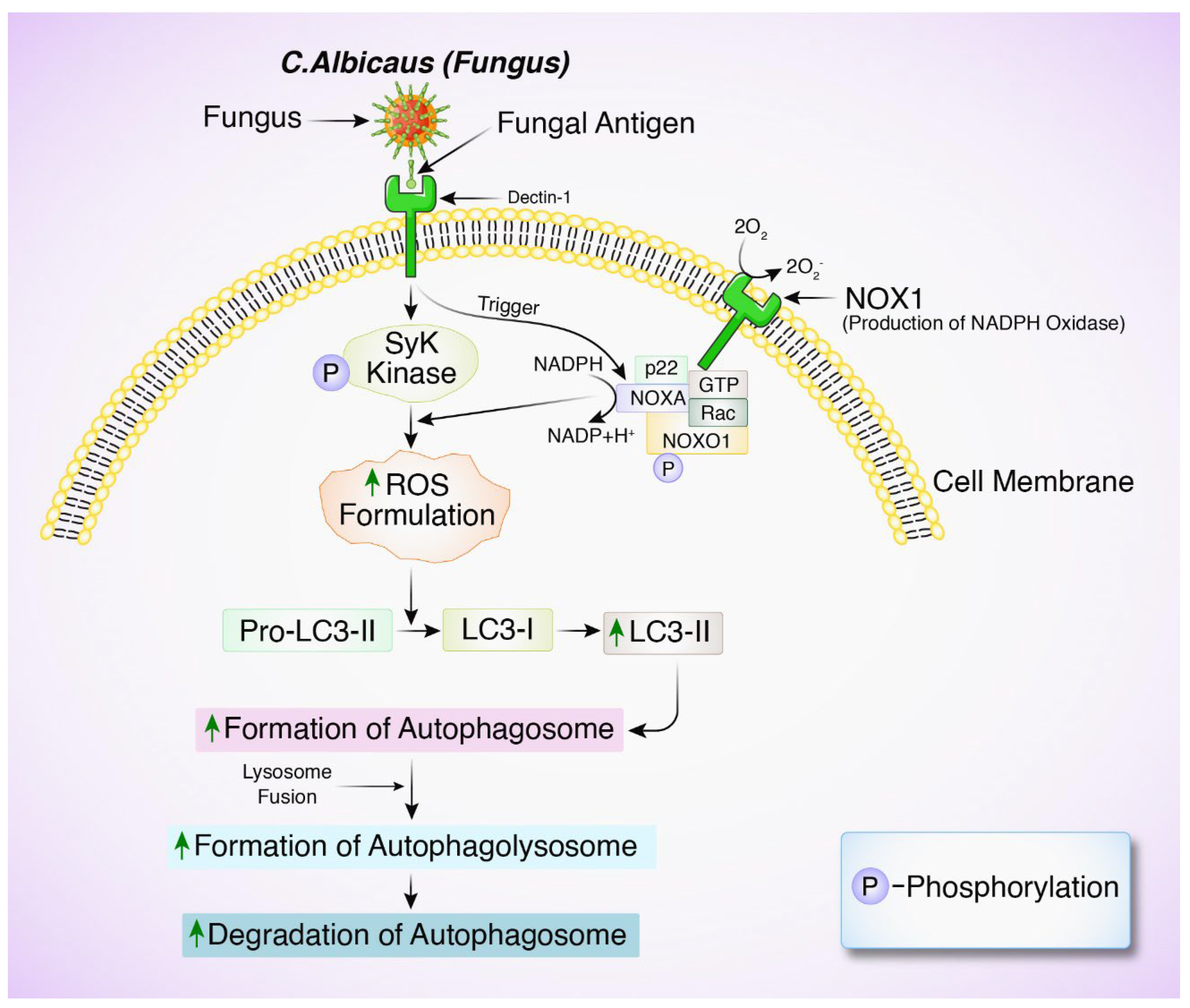 Biomedicines 12 02645 g004