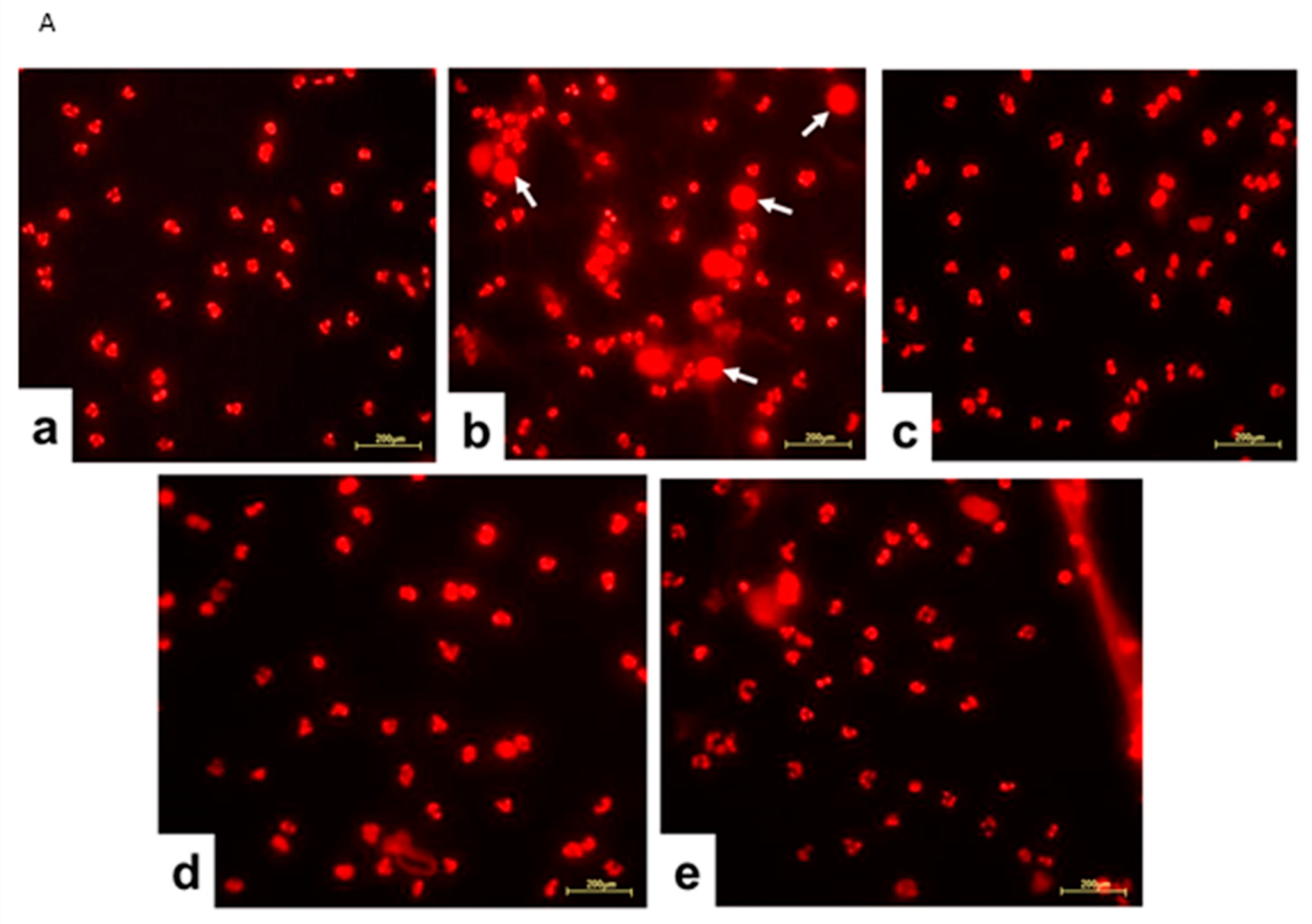 Biomedicines 12 02740 g005a