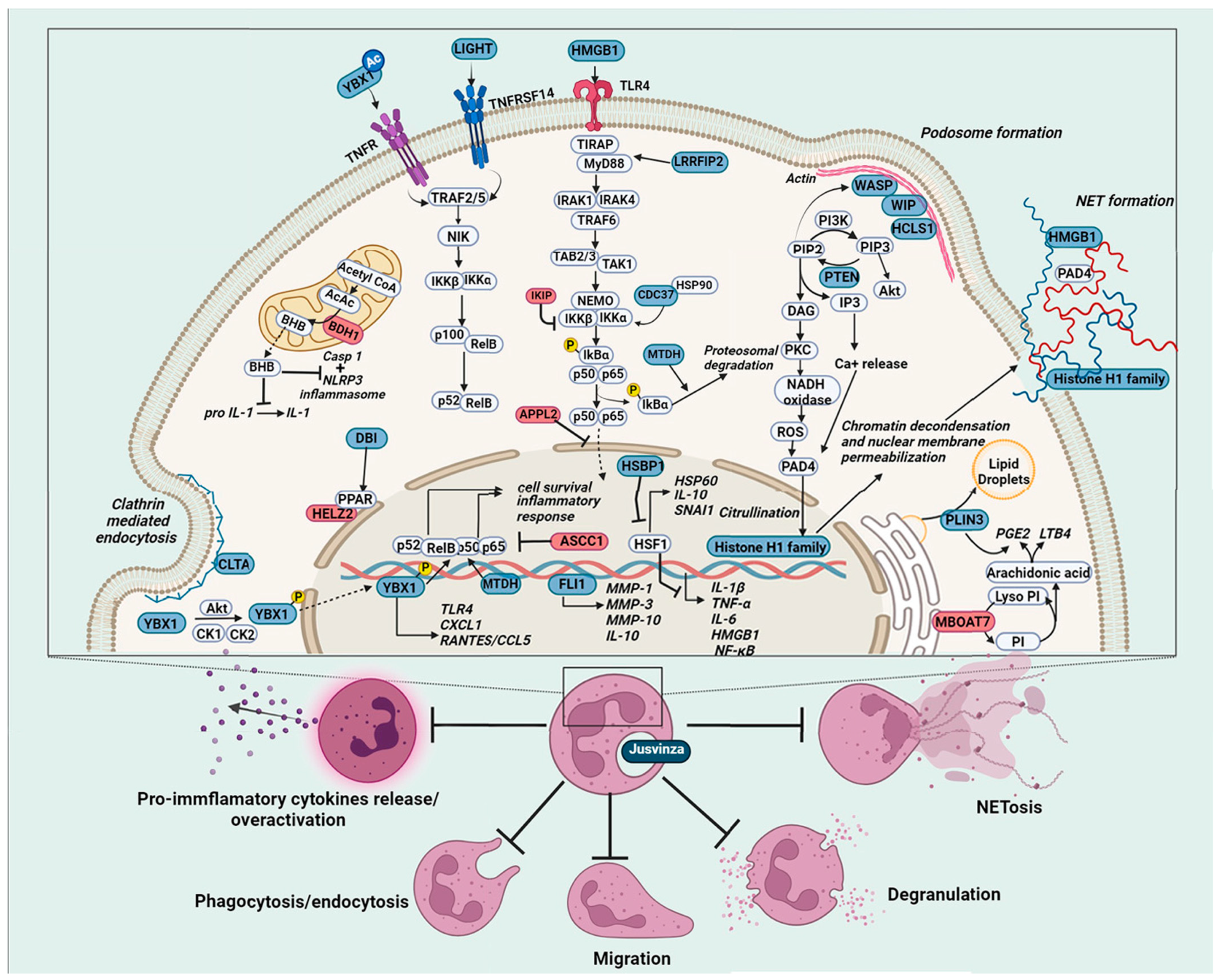 Biomedicines 12 02740 g006