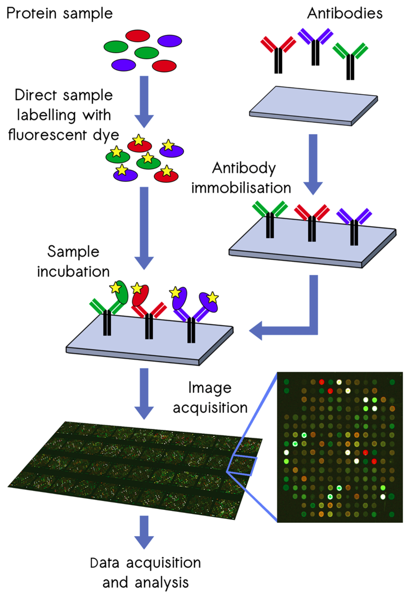 Biomedicines 12 02794 g001