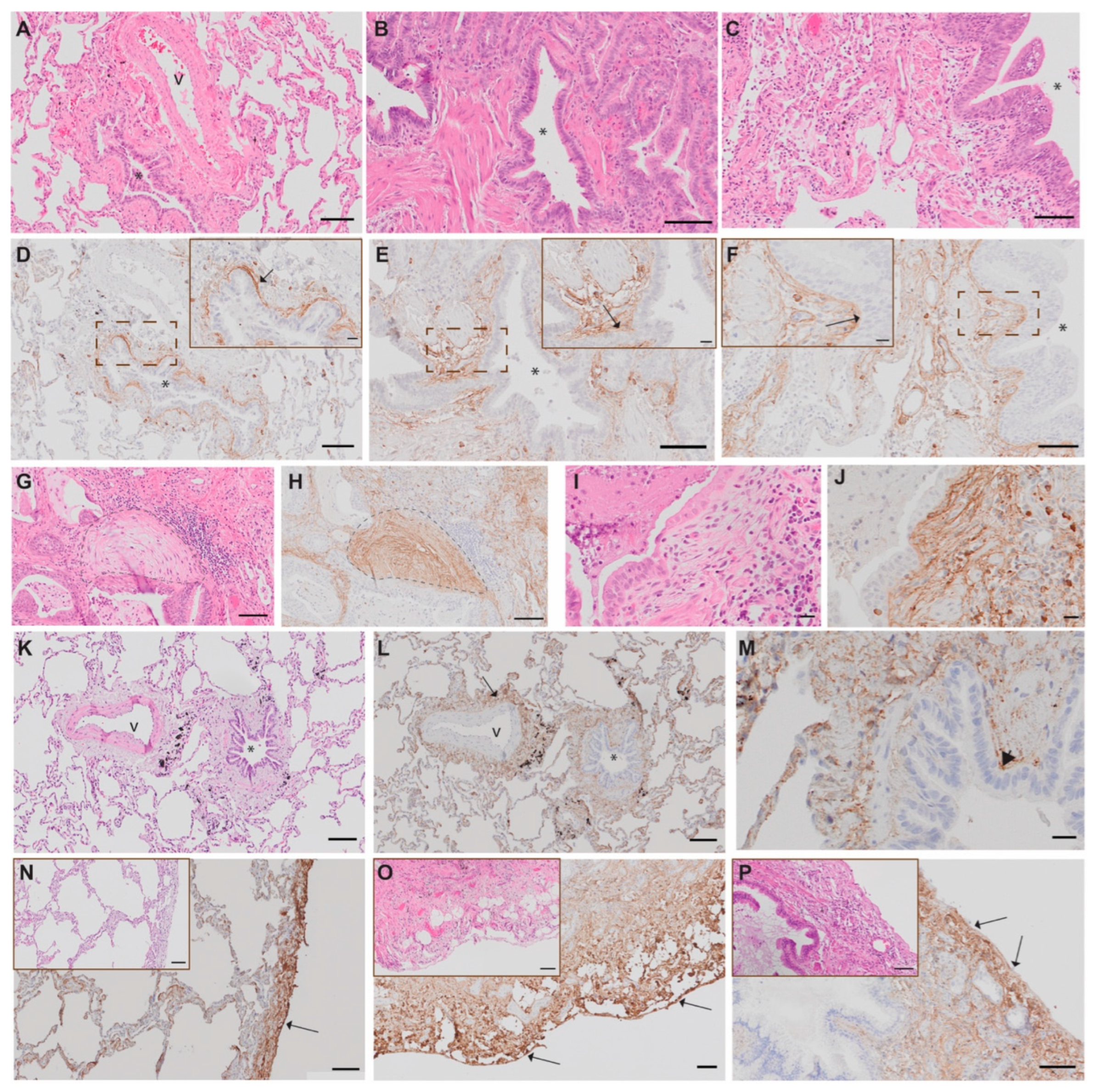 Biomedicines 12 02893 g002