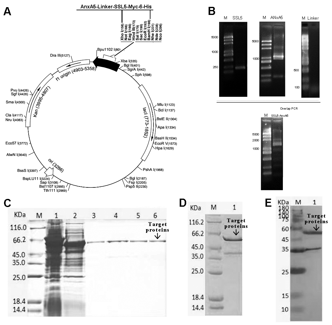 Biomedicines 13 00008 g003