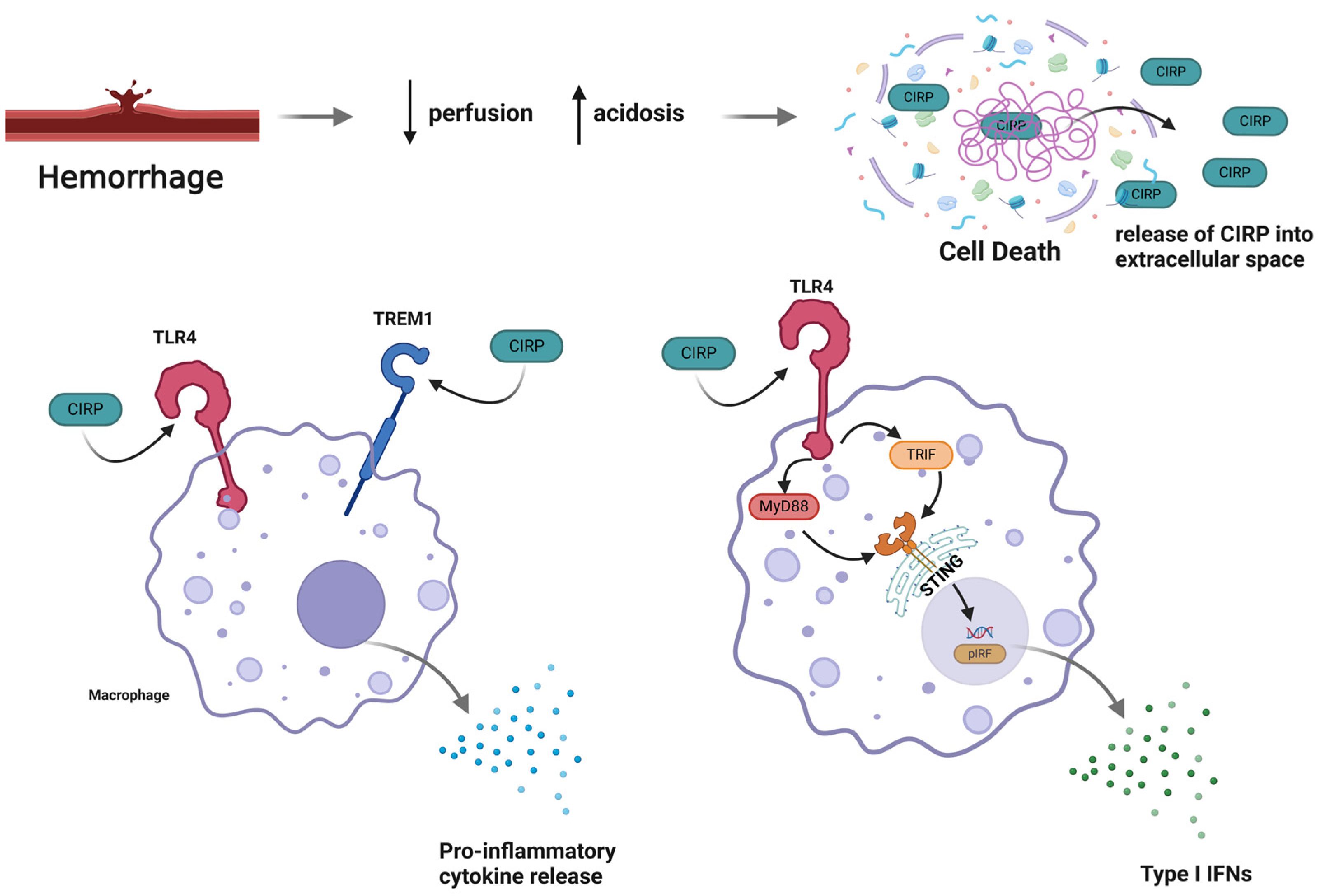 Biomedicines 13 00012 g001