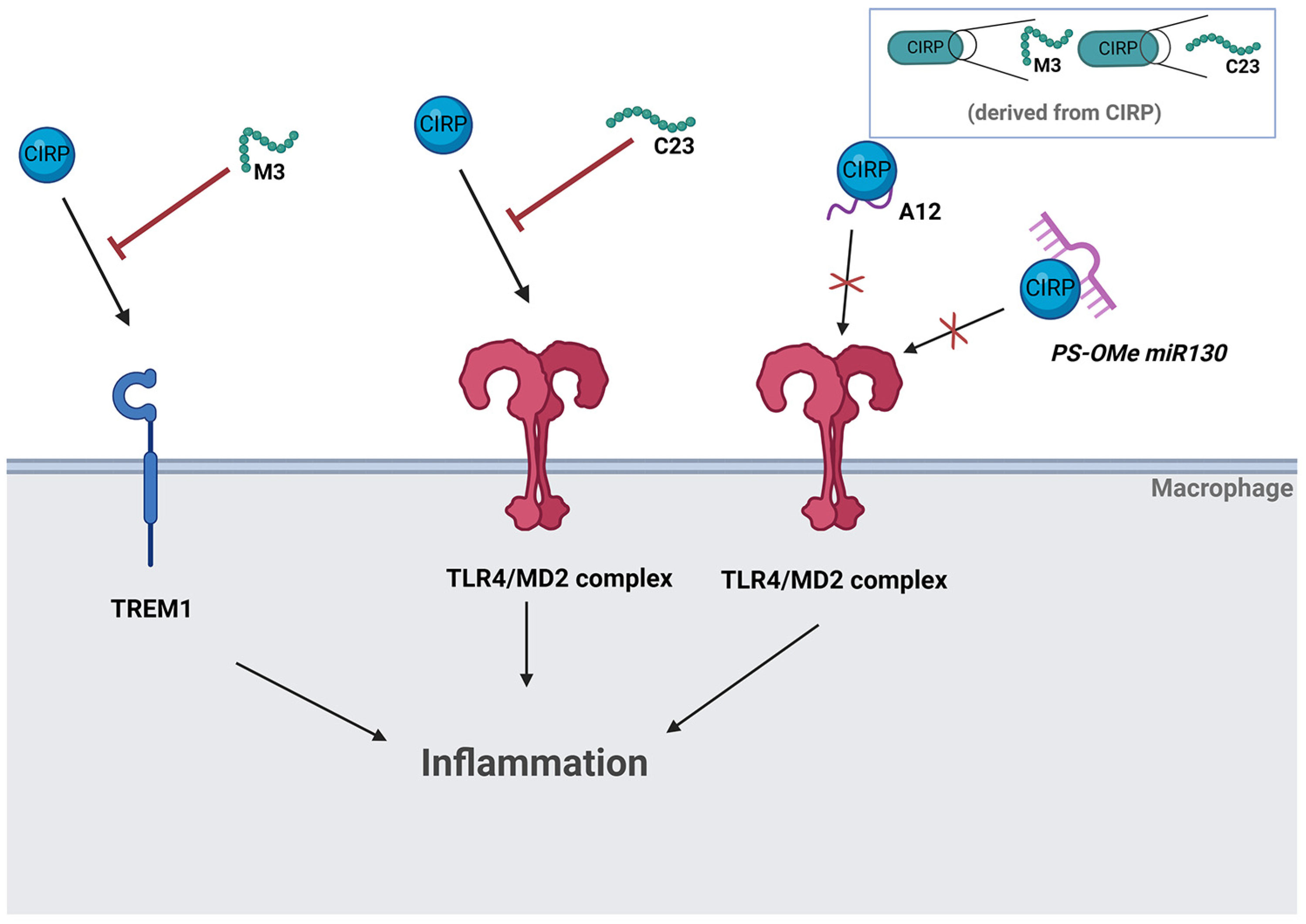 Biomedicines 13 00012 g002