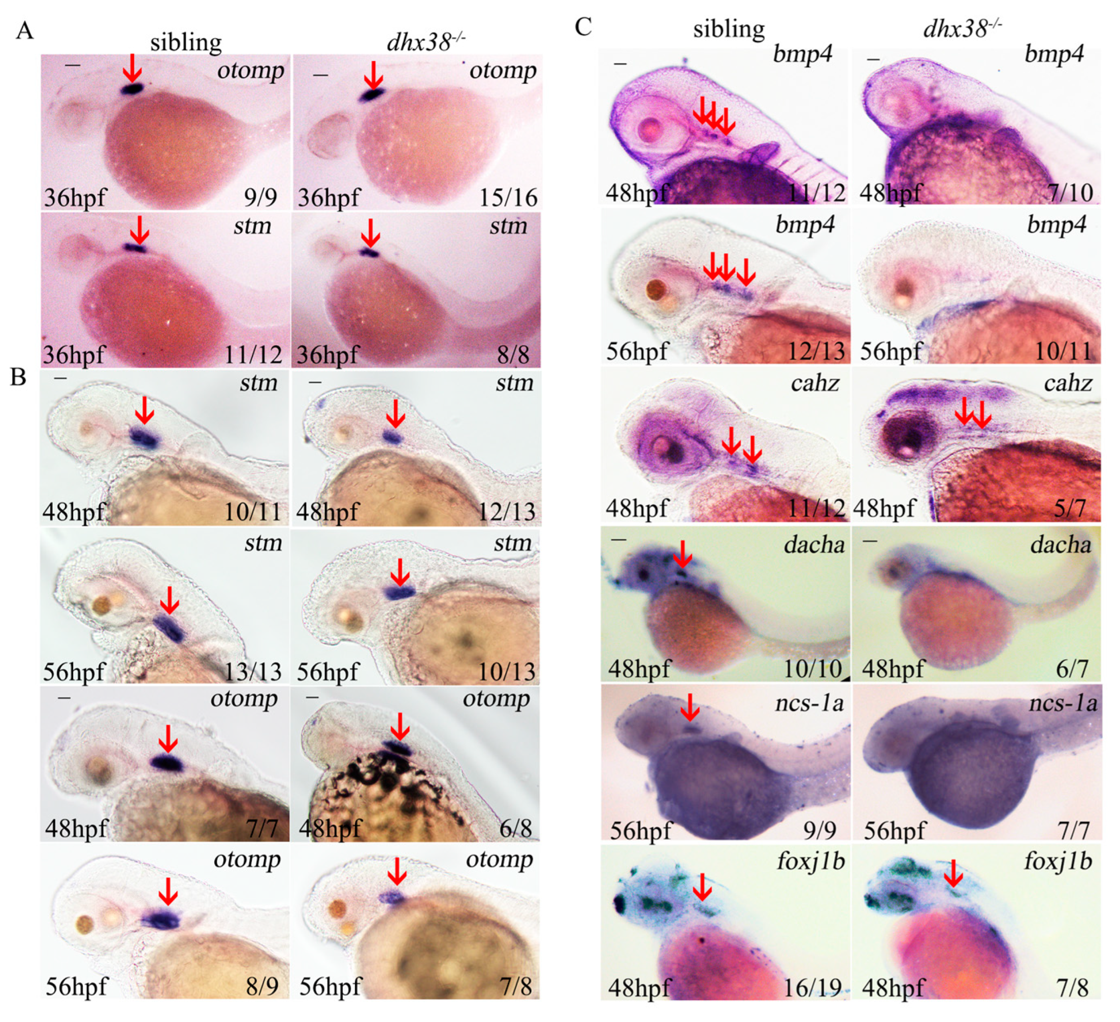 Biomedicines 13 00020 g002 Biomedicines 13 00020 g002
