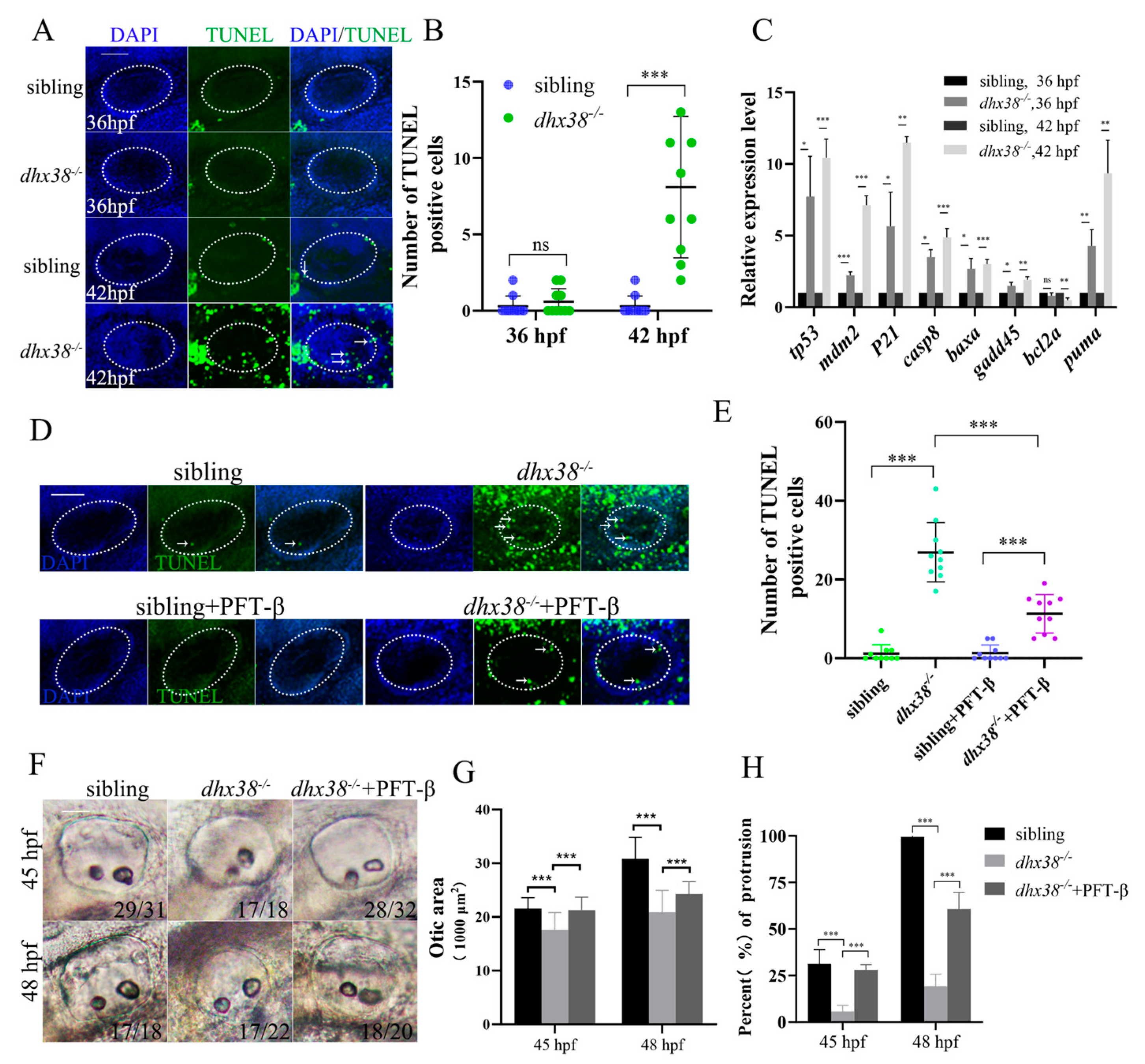 Biomedicines 13 00020 g003 Biomedicines 13 00020 g003