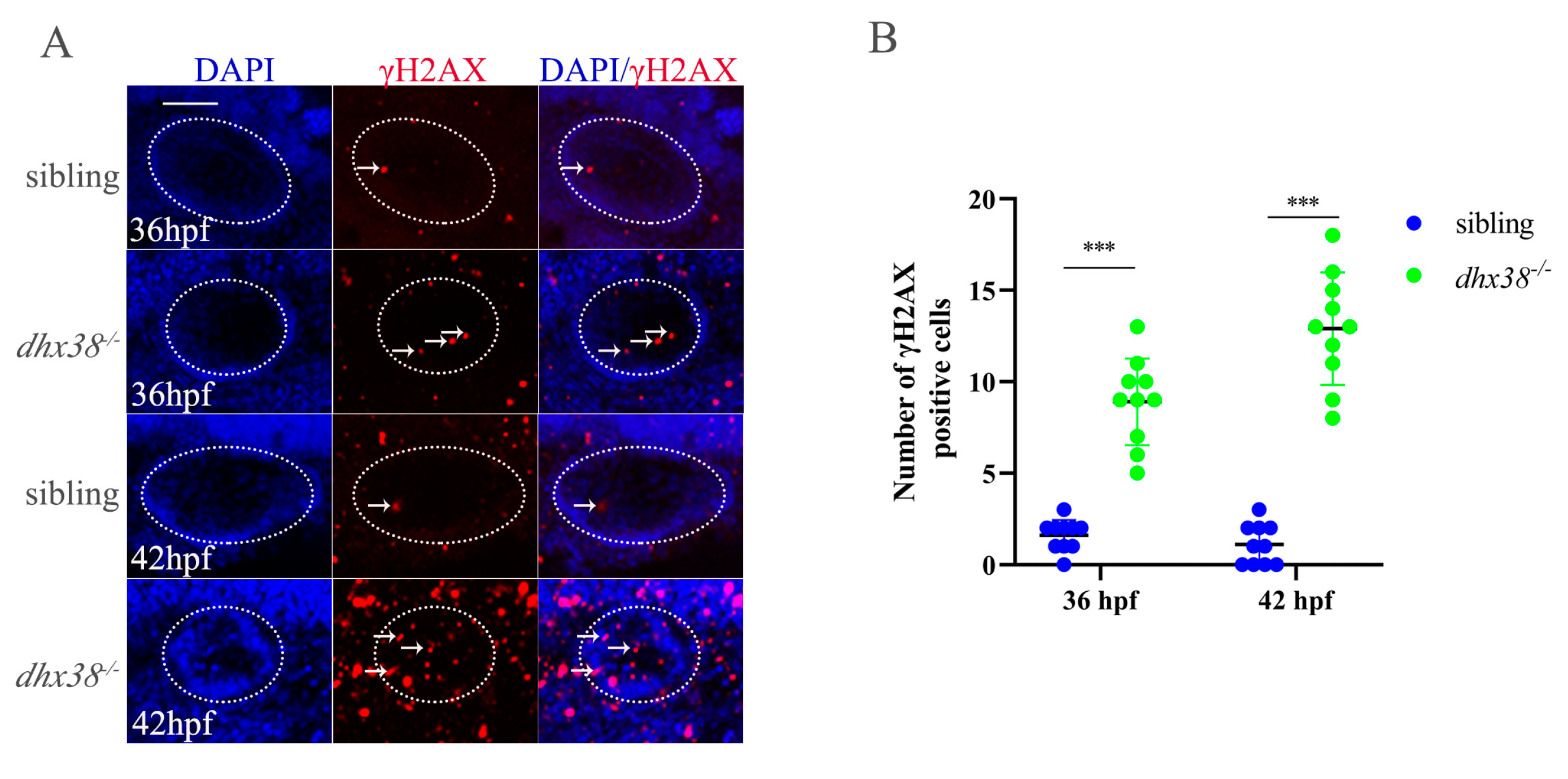 Biomedicines 13 00020 g004 Biomedicines 13 00020 g004
