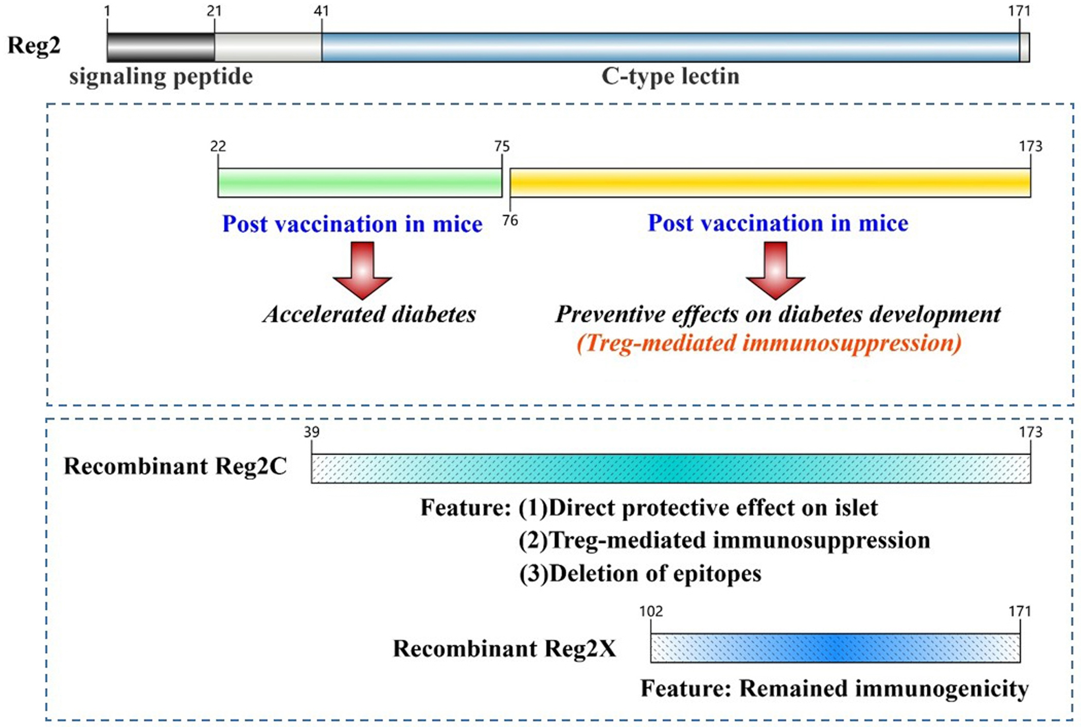 Biomedicines 13 00024 g003