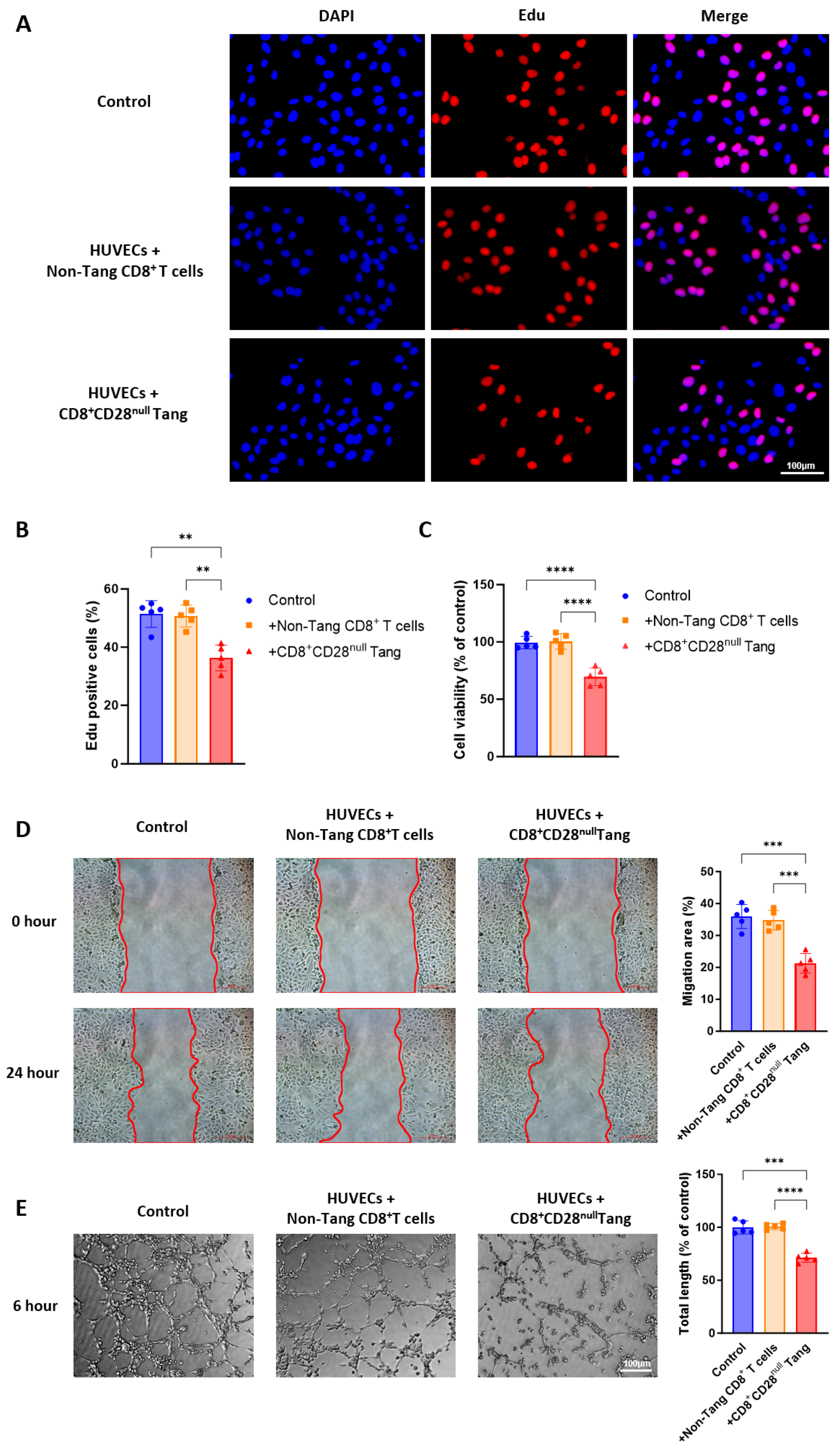 Biomedicines 13 00026 g006