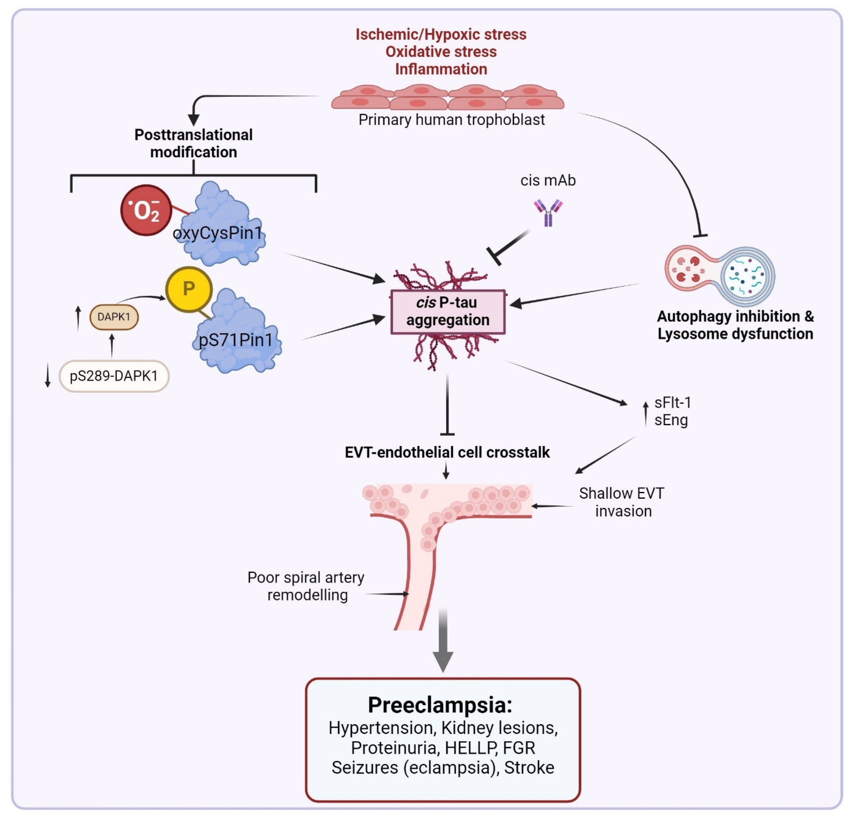 Biomedicines 13 00029 g001