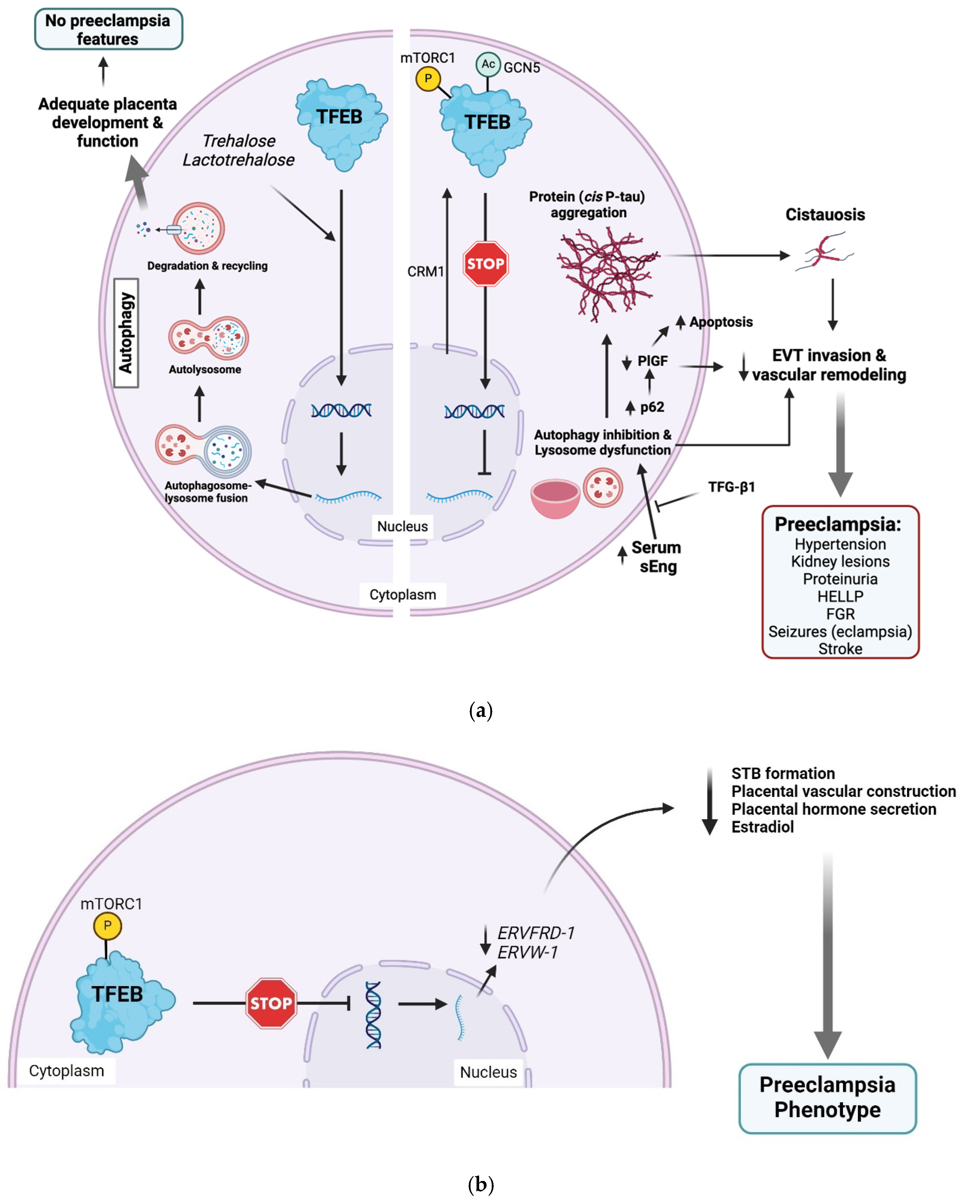 Biomedicines 13 00029 g002