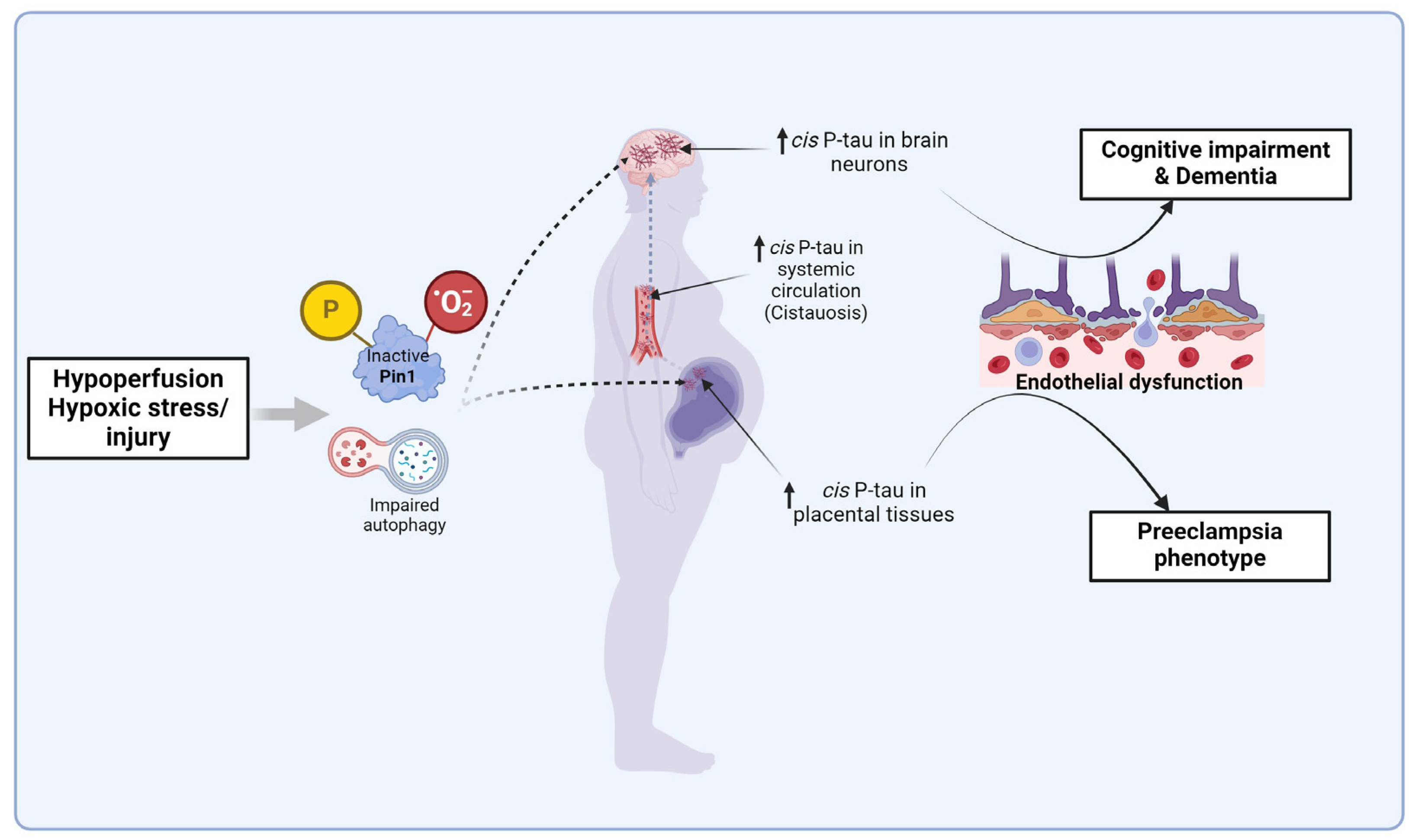 Biomedicines 13 00029 g003