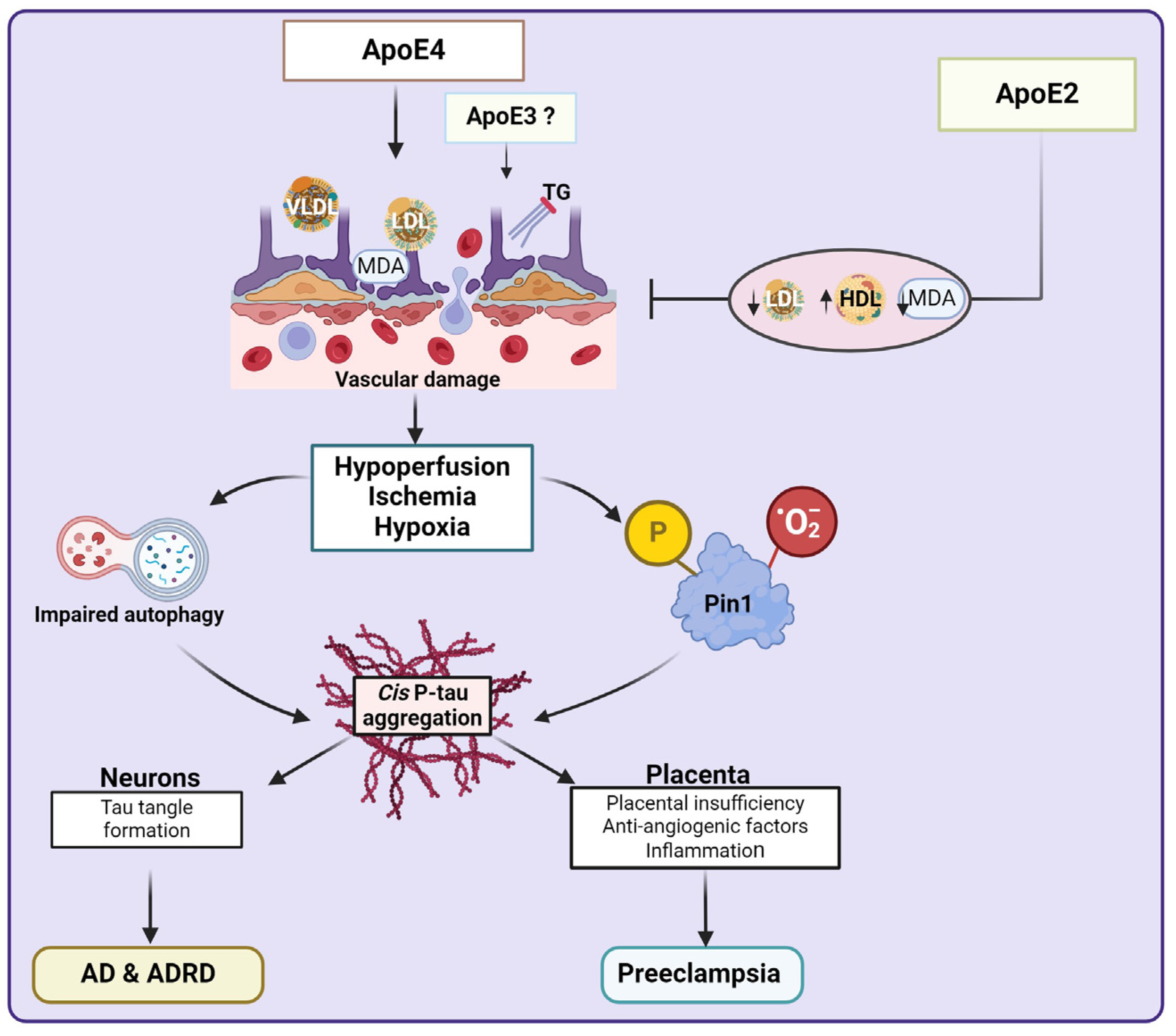 Biomedicines 13 00029 g004