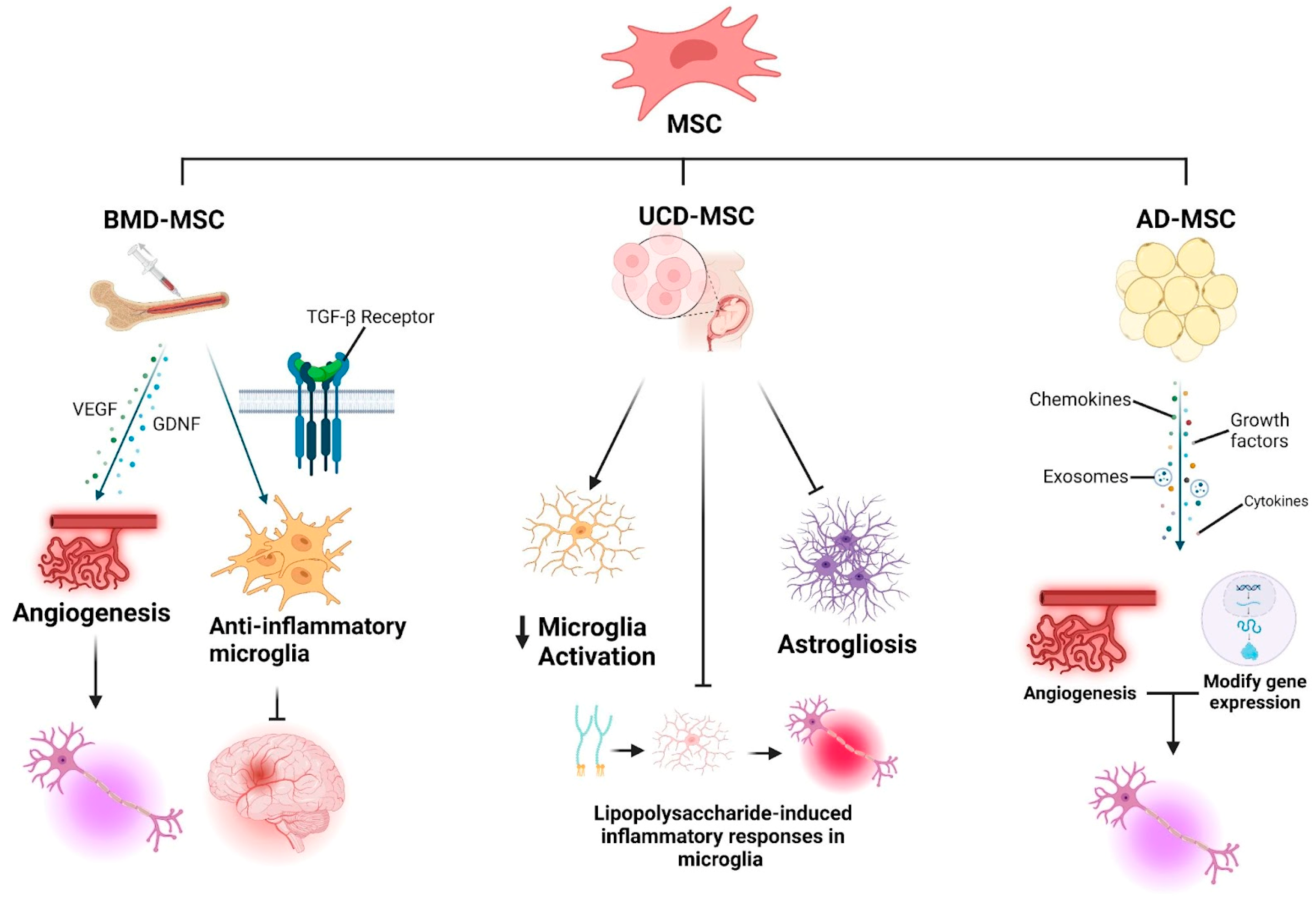 Biomedicines 13 00035 g003 Biomedicines 13 00035 g003
