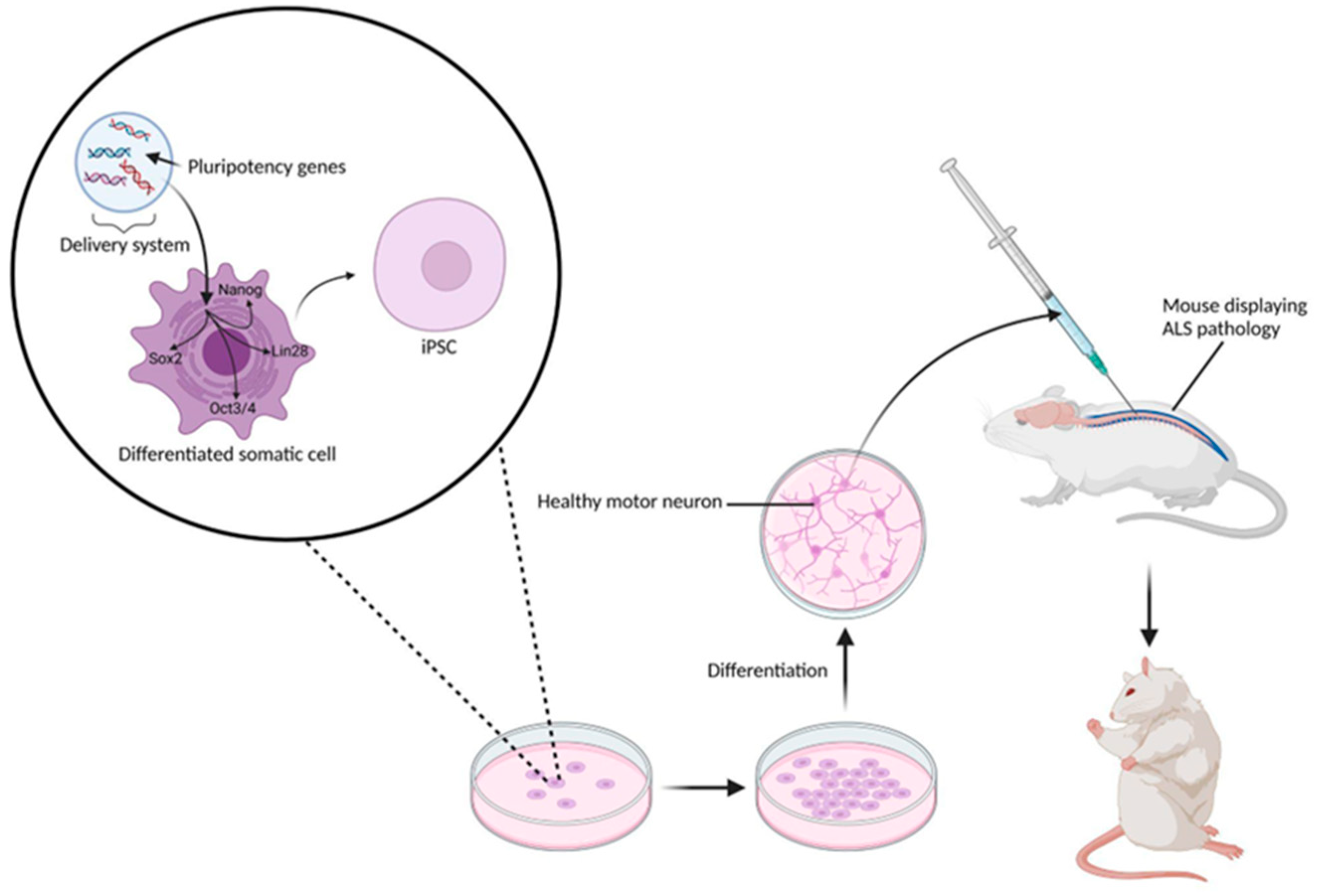 Biomedicines 13 00035 g004 Biomedicines 13 00035 g004