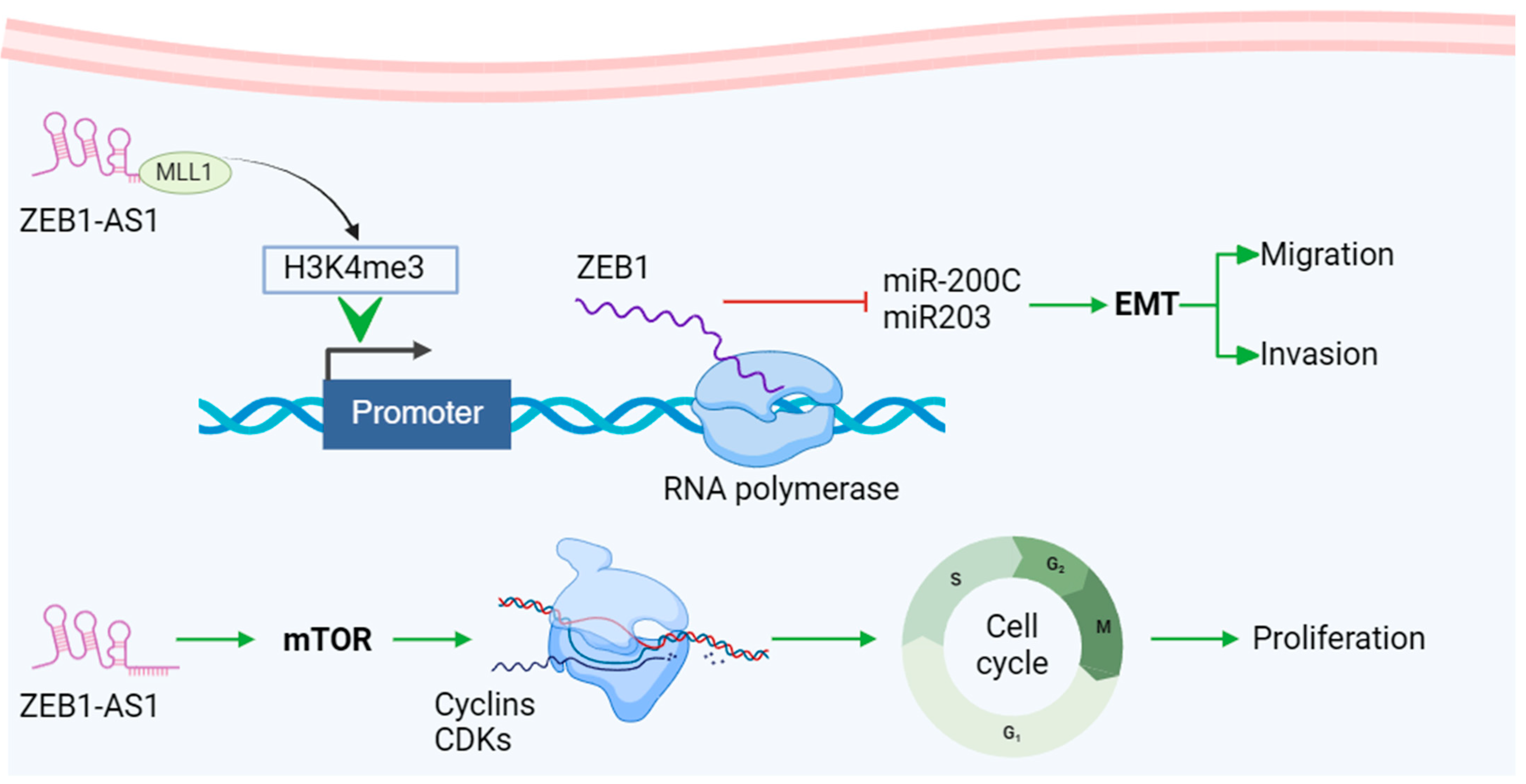 Biomedicines 13 00047 g002