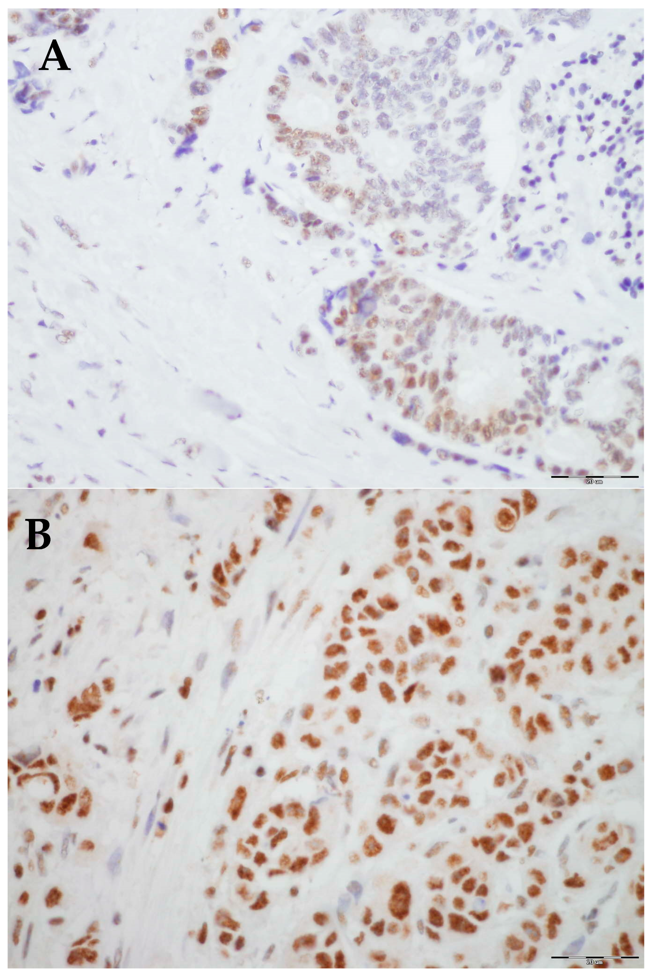 Biomedicines 13 00054 g002