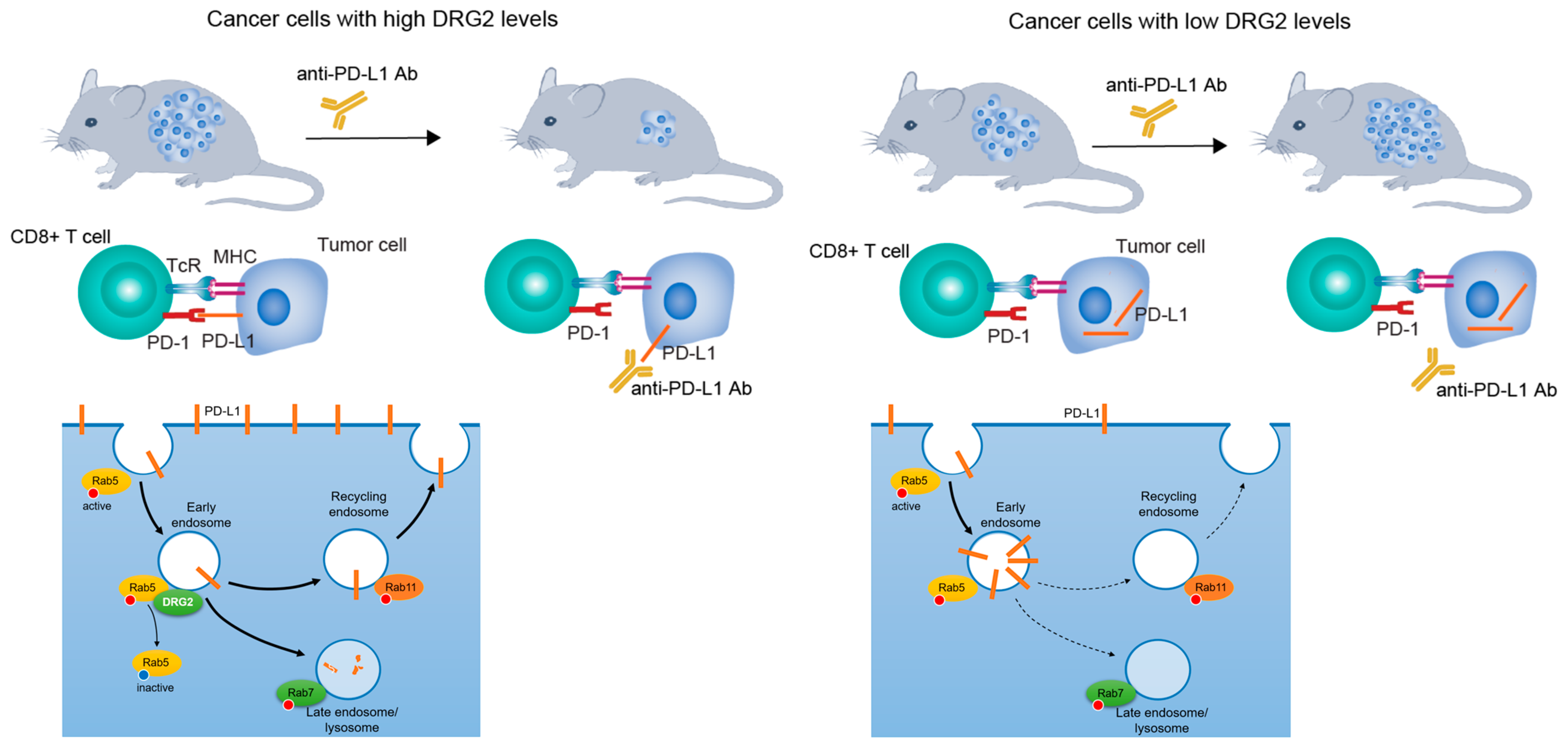 Biomedicines 13 00056 g001