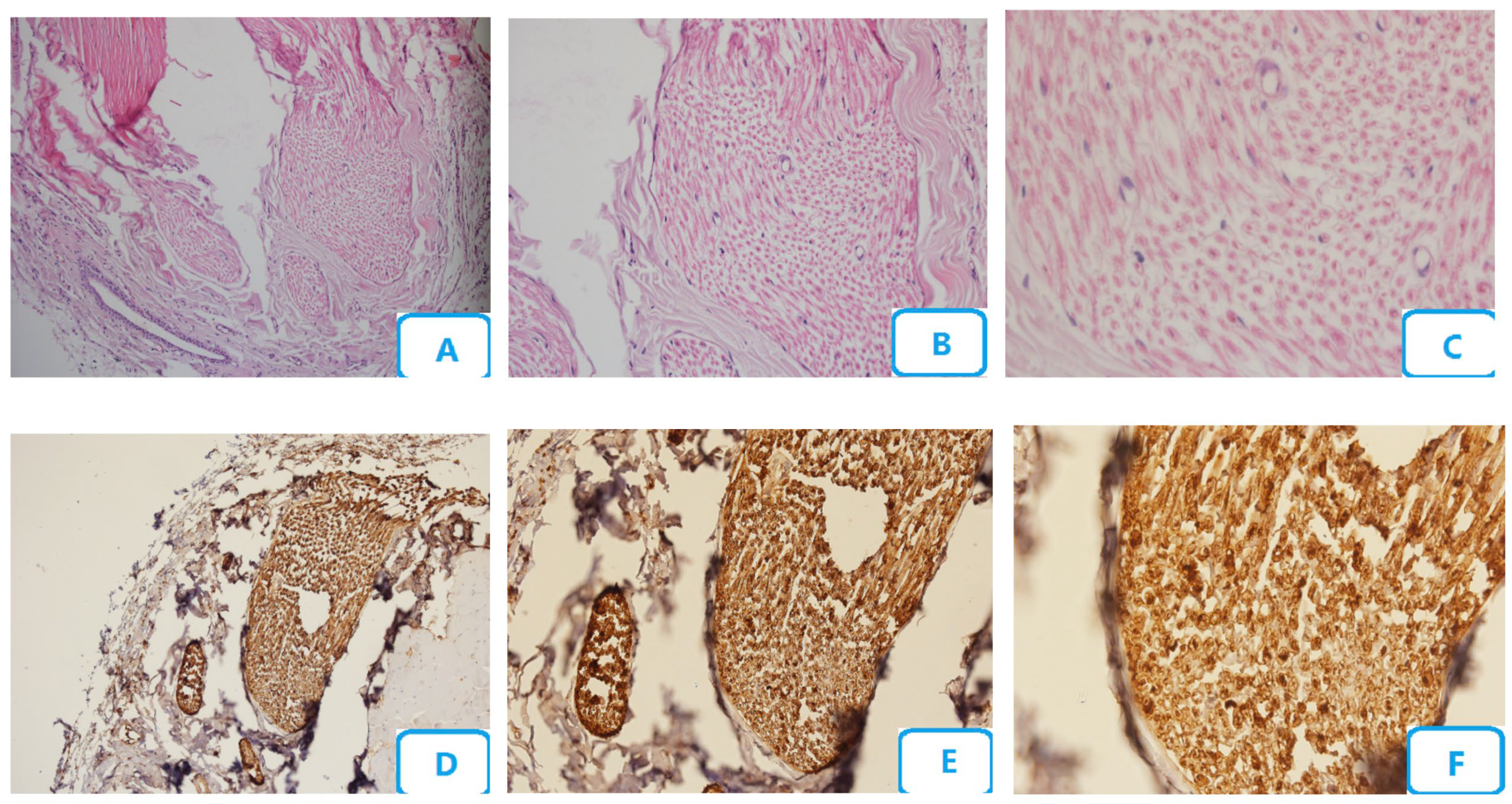 Biomedicines 13 00065 g005 Biomedicines 13 00065 g005