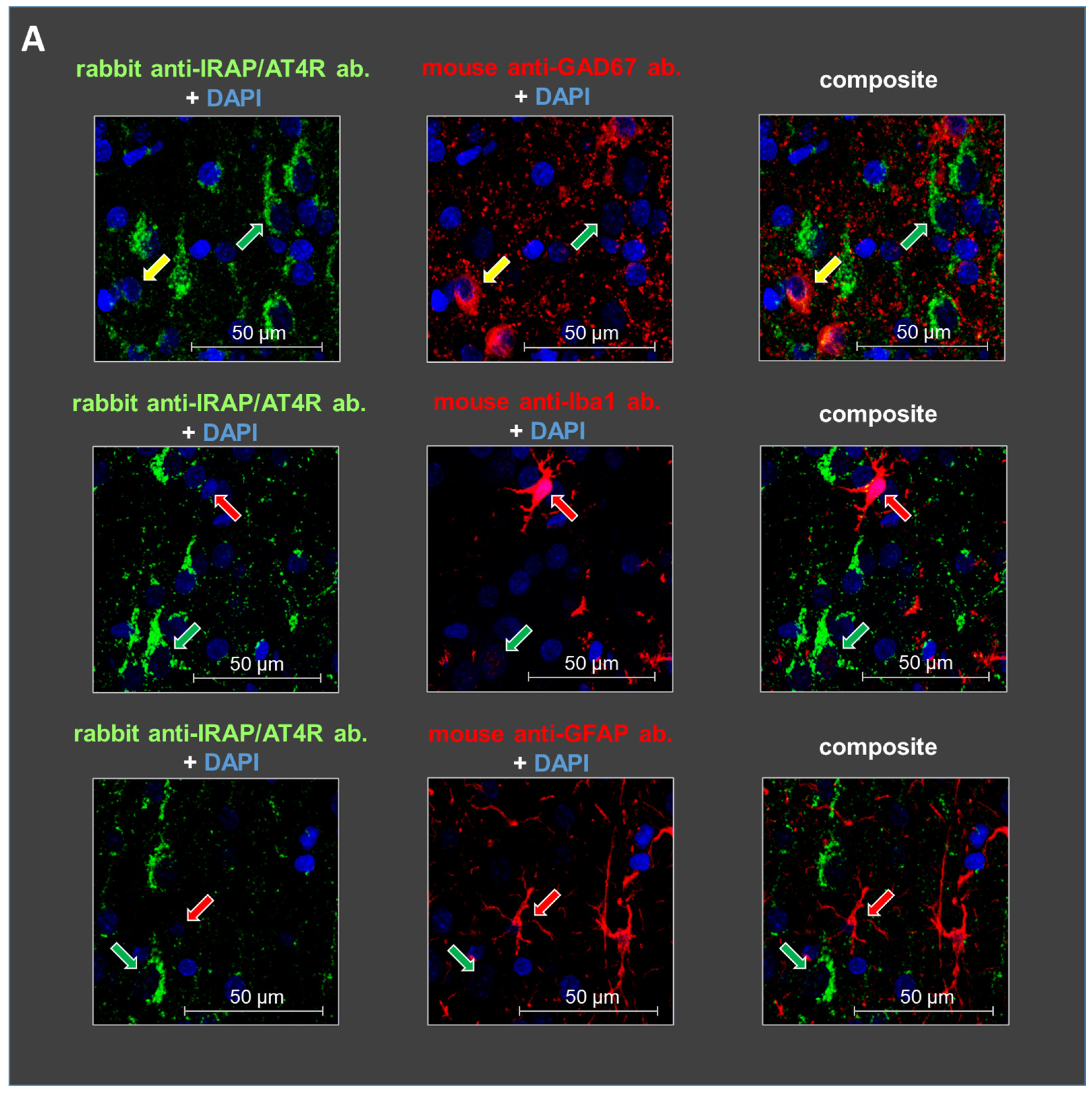 Biomedicines 13 00071 g003a Biomedicines 13 00071 g003a
