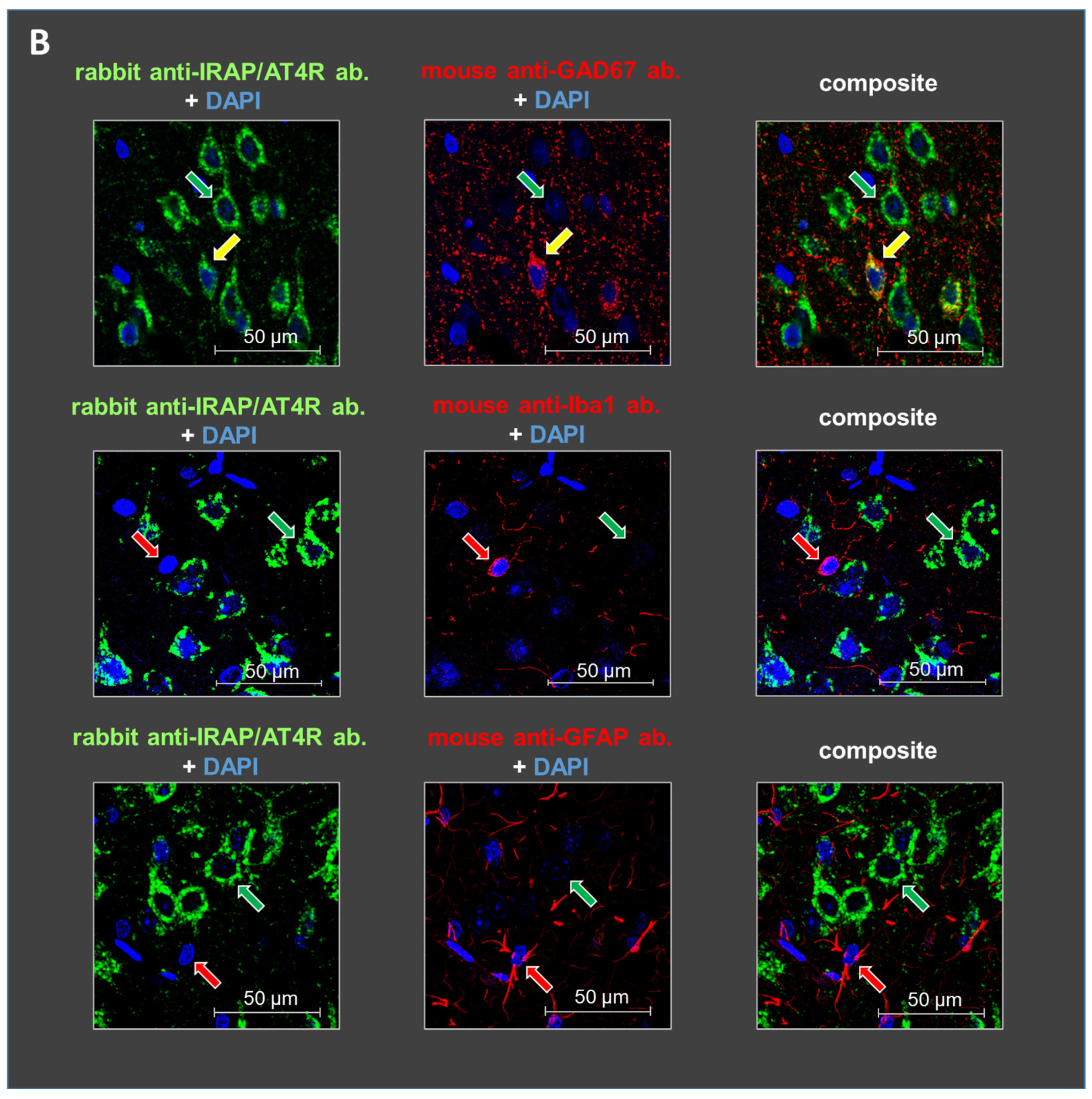 Biomedicines 13 00071 g003b Biomedicines 13 00071 g003b