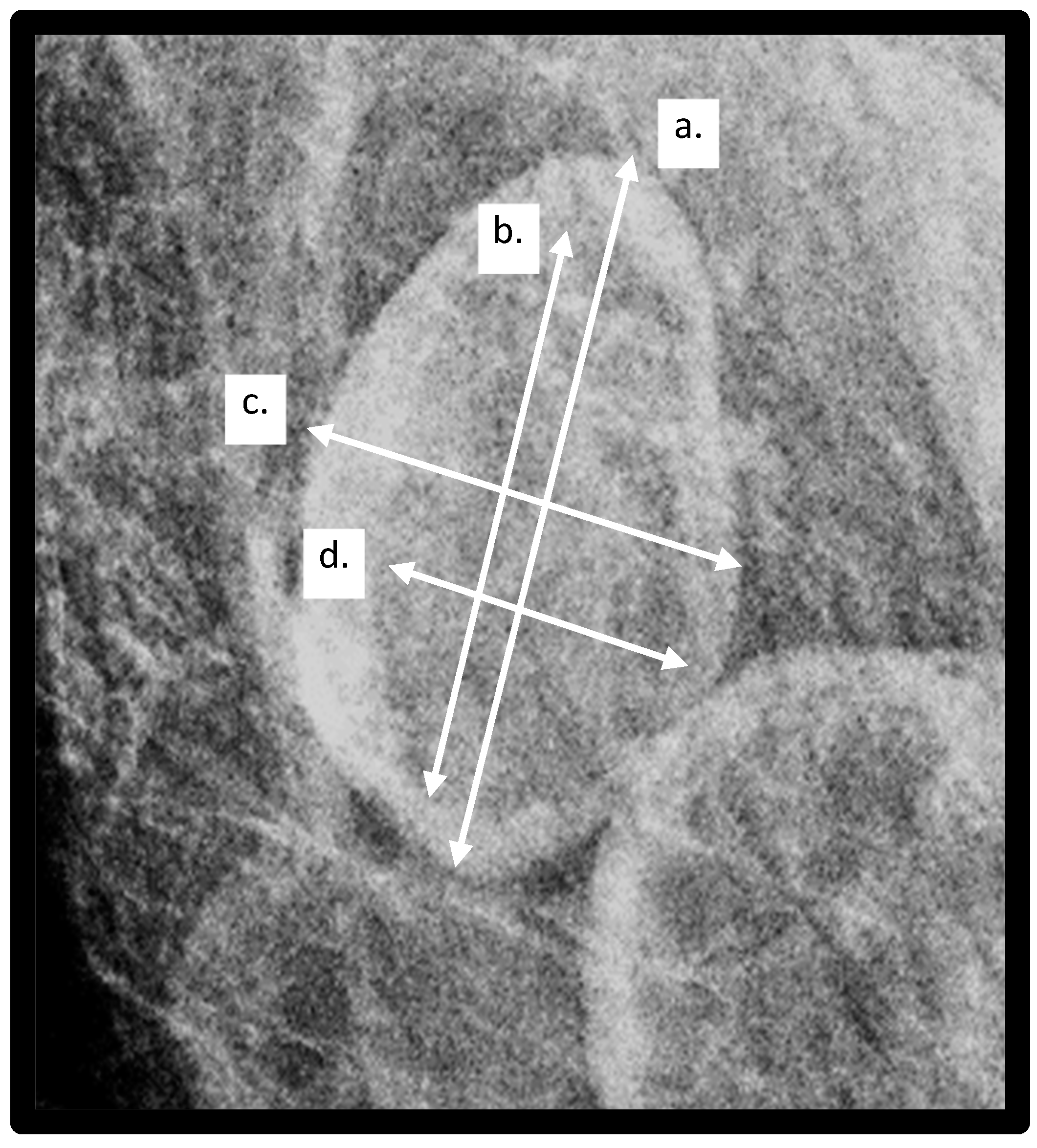 Biomedicines 13 00080 g003