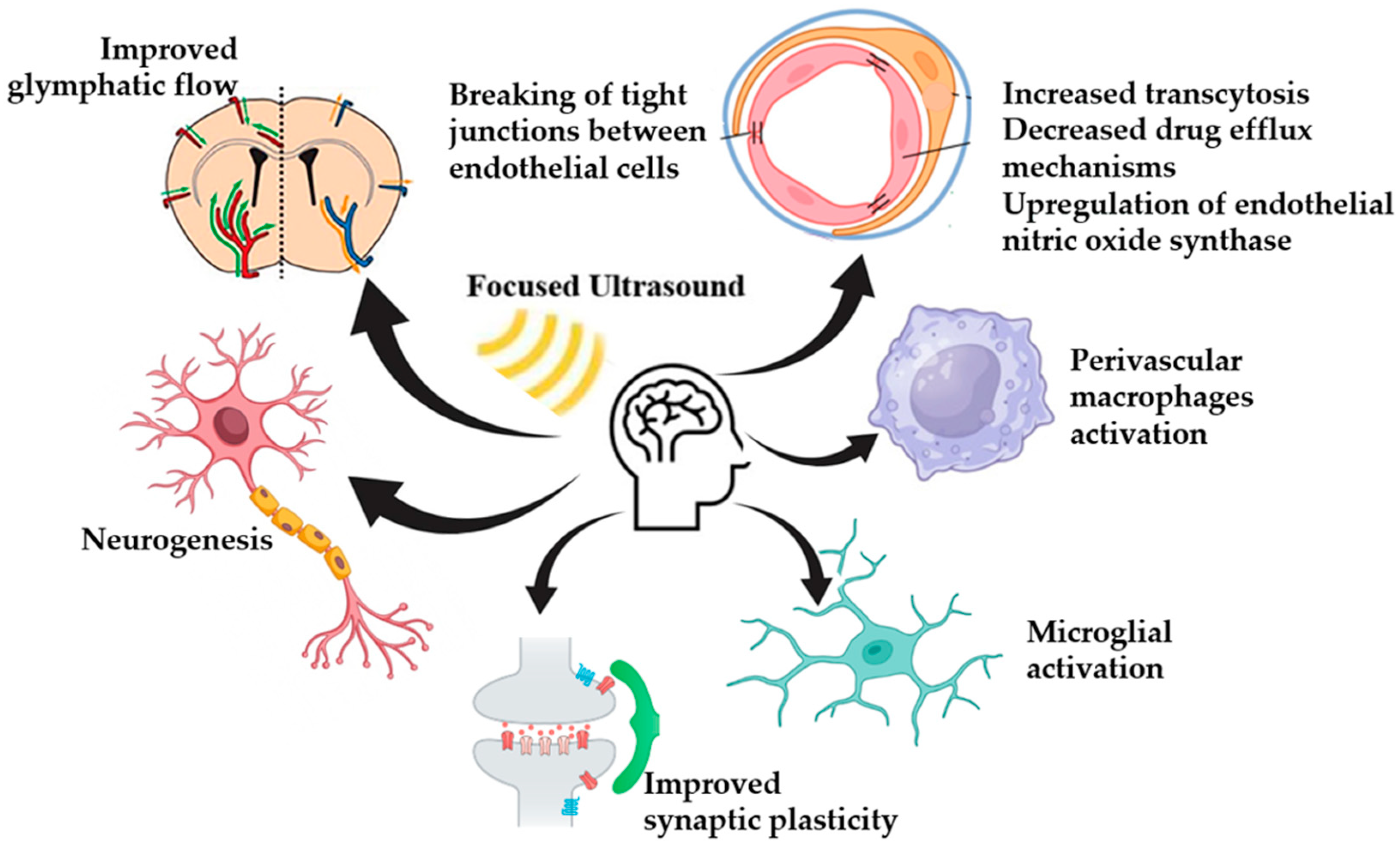 Biomedicines 13 00084 g002