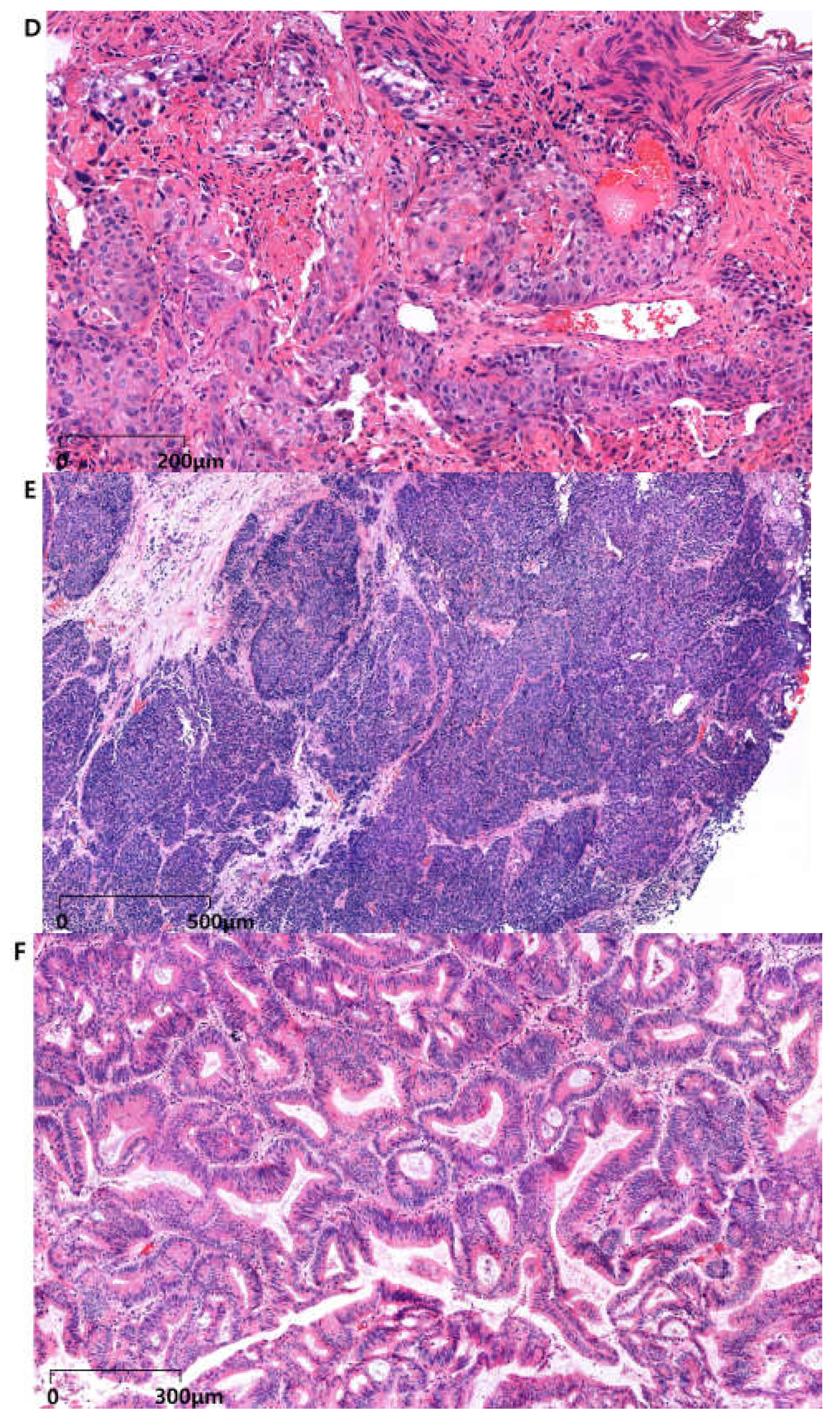 Biomedicines 13 00086 g001b