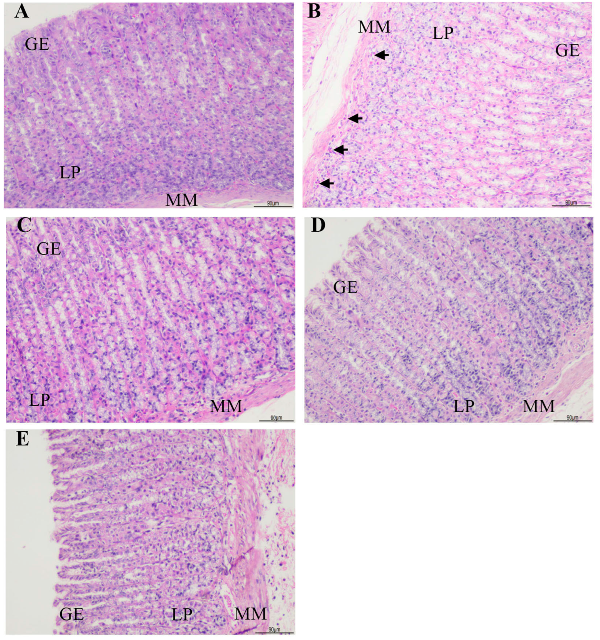 Biomedicines 13 00092 g002