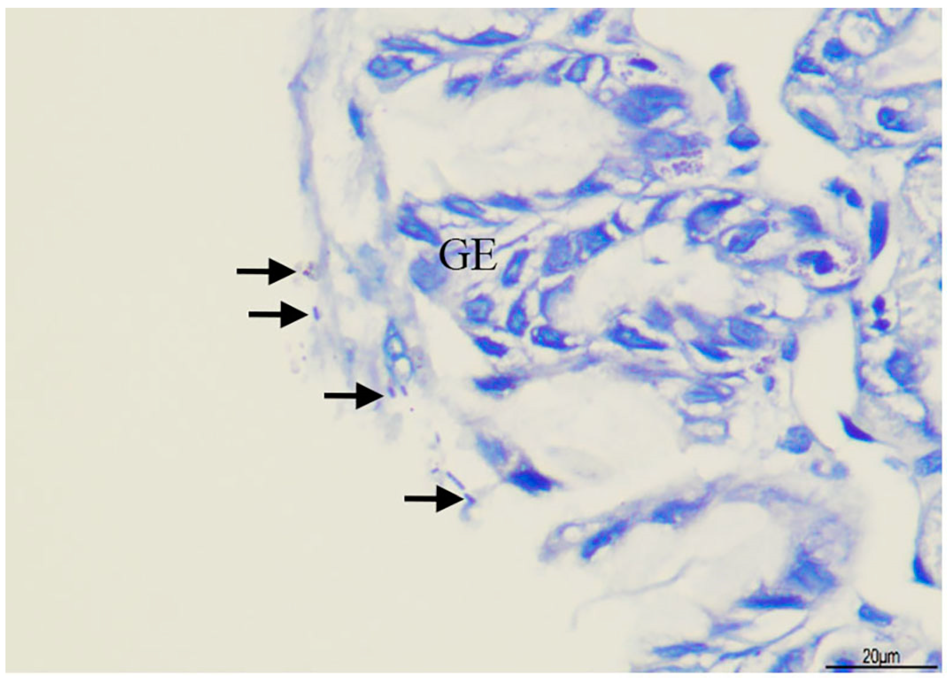 Biomedicines 13 00092 g003