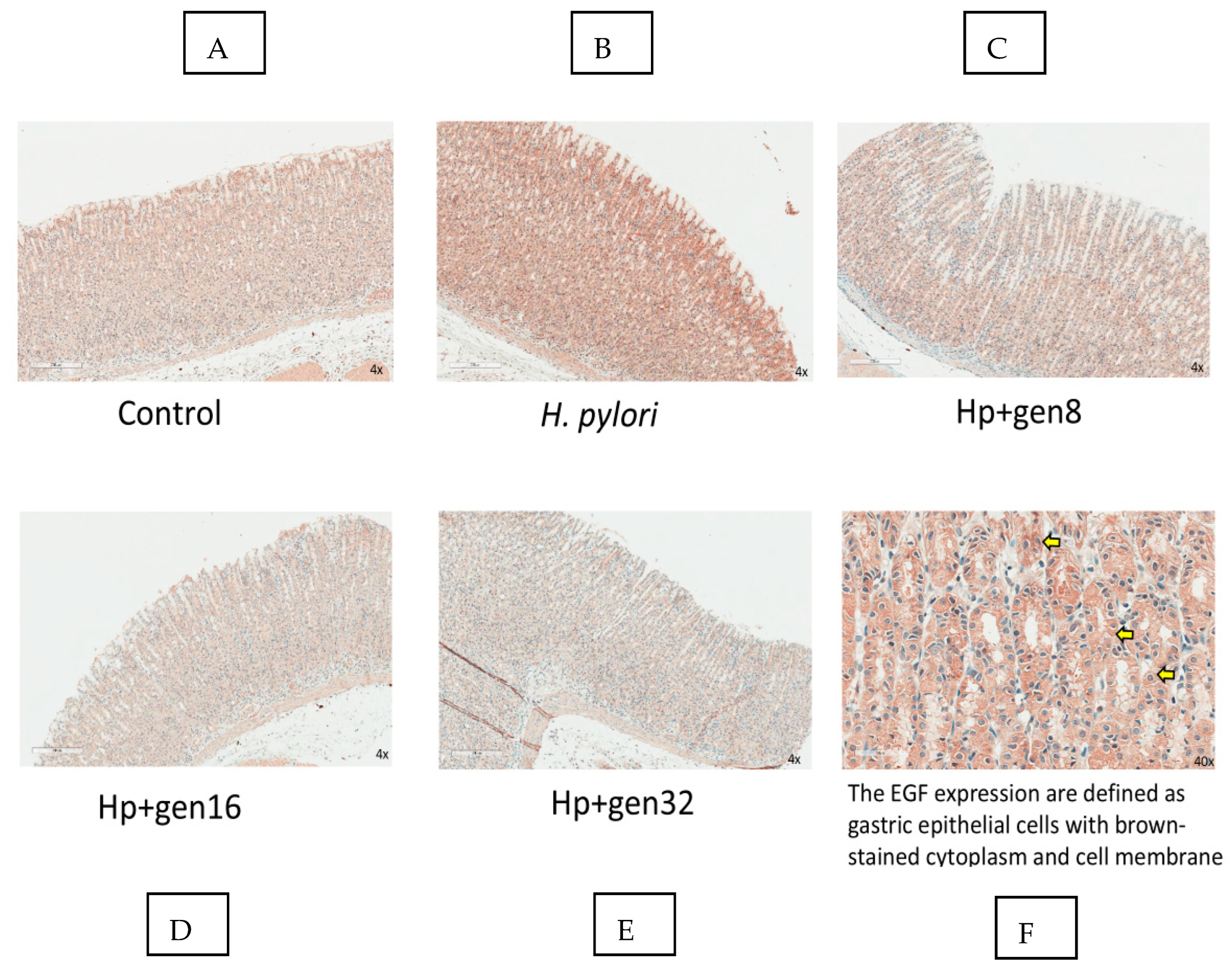 Biomedicines 13 00092 g006