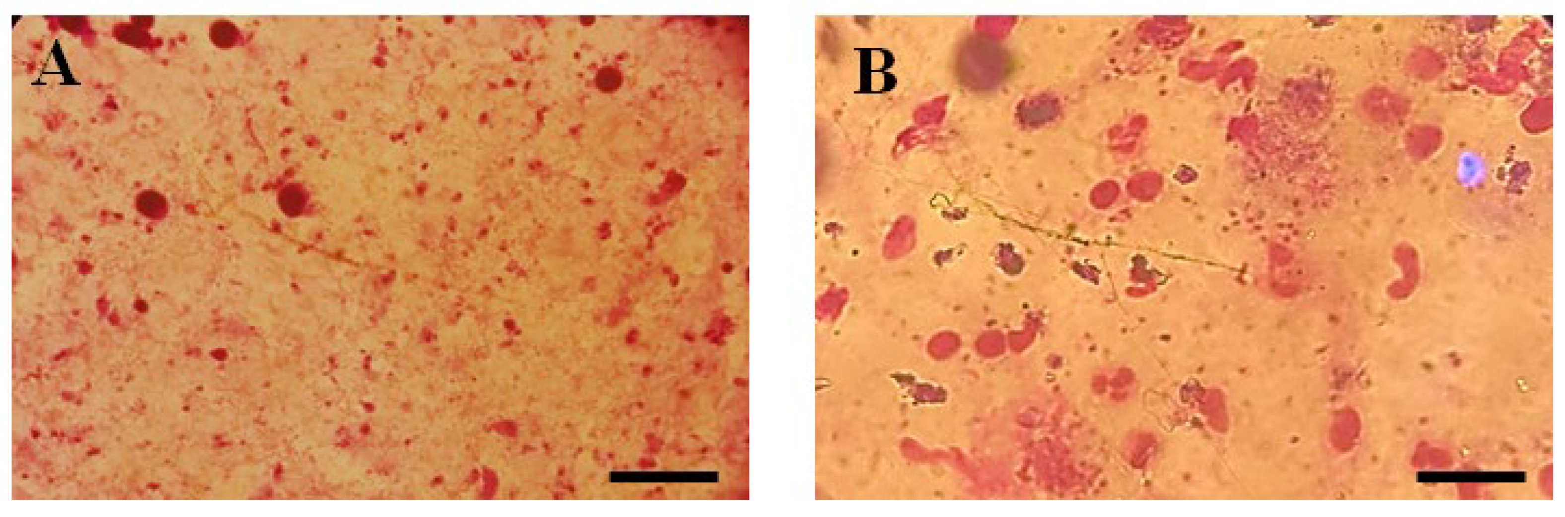 Biomedicines 13 00093 g003