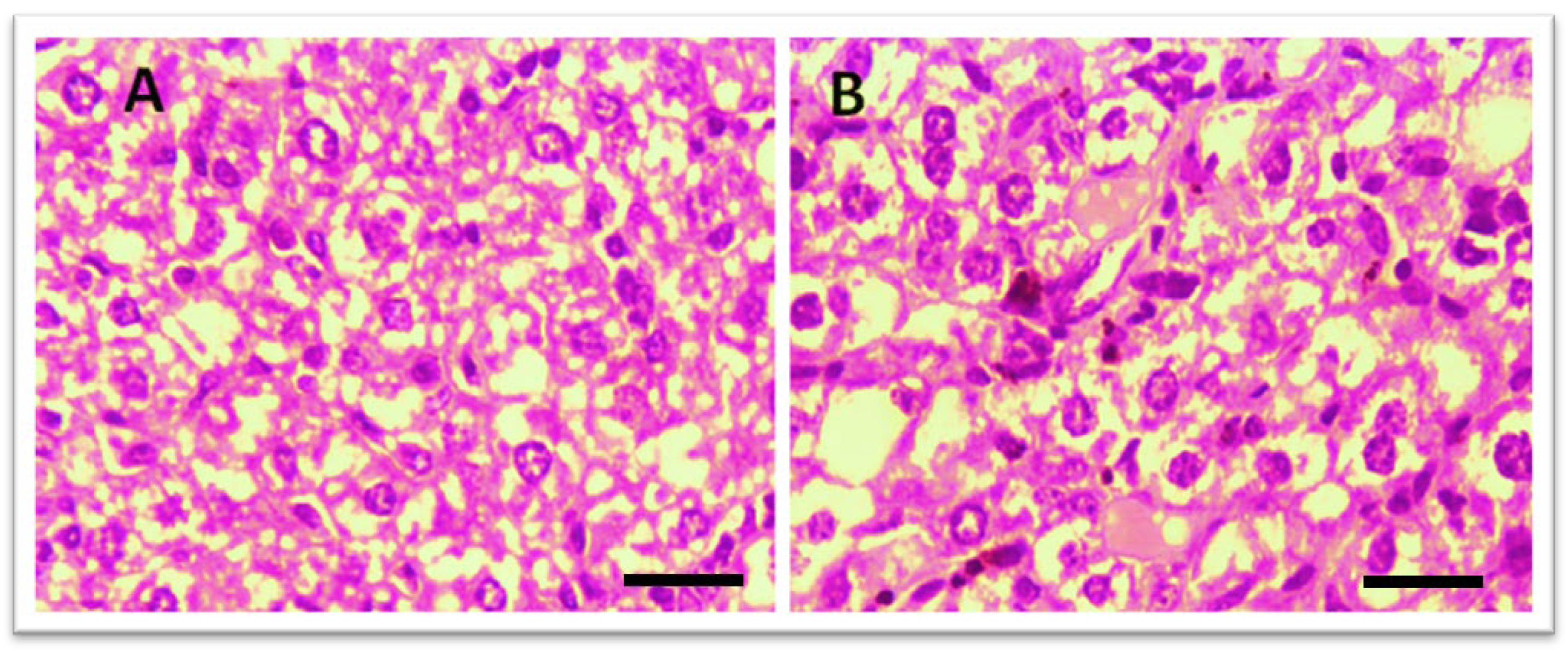Biomedicines 13 00093 g004