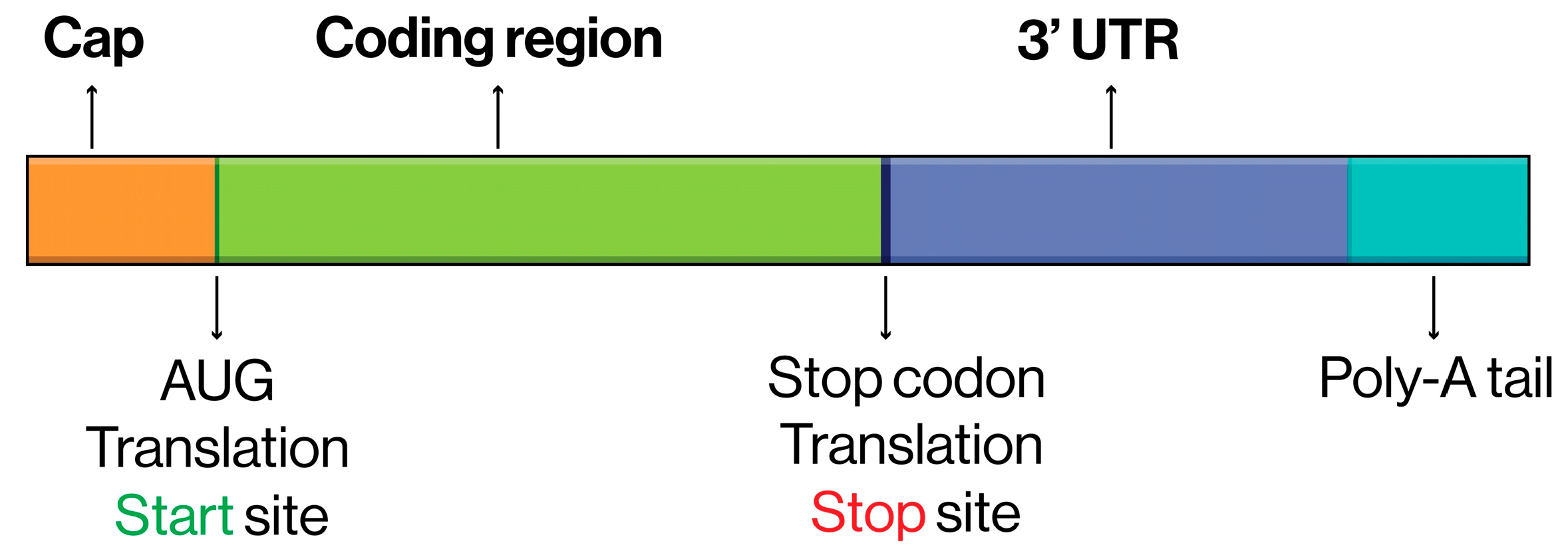 Biomedicines 13 00097 g001