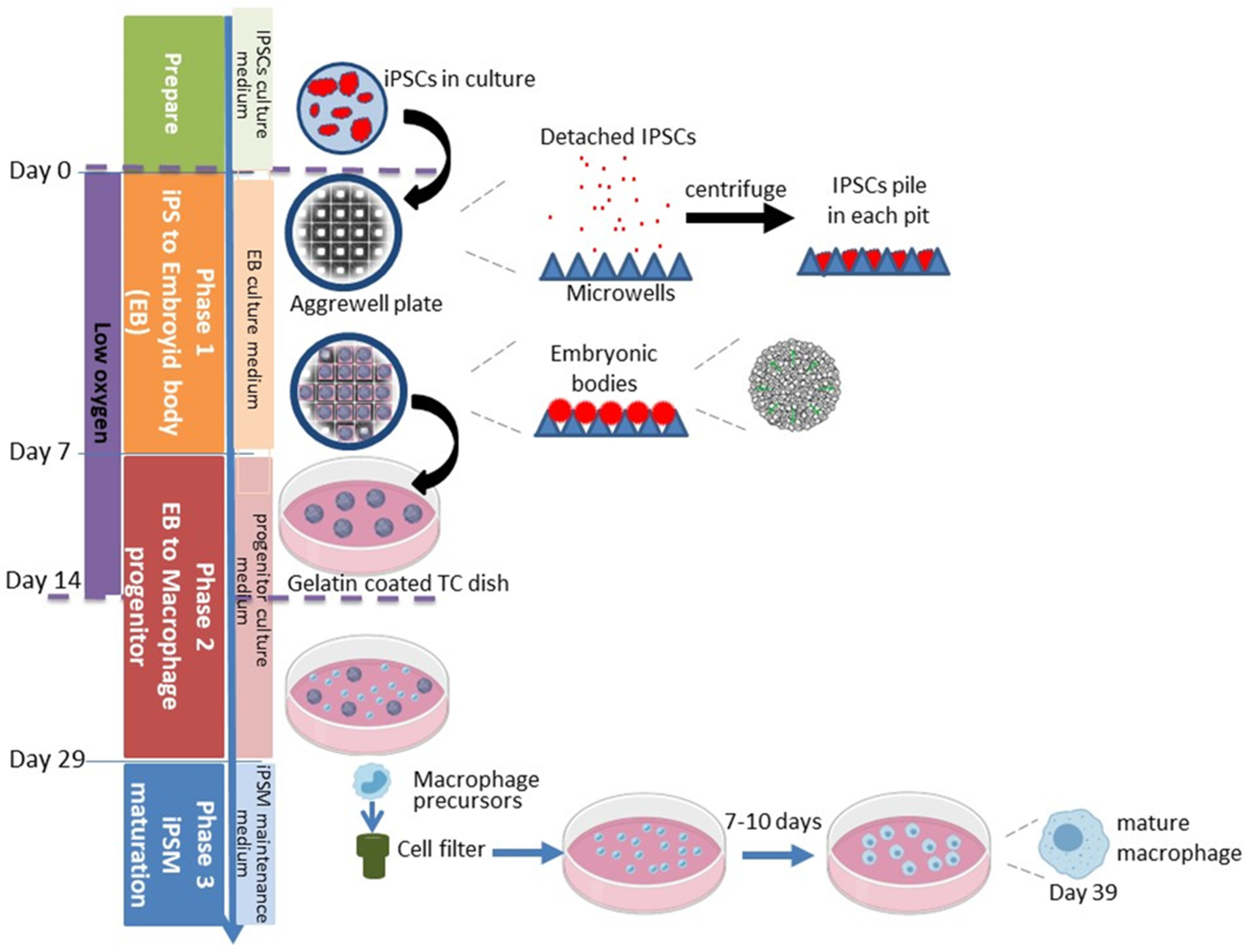Biomedicines 13 00099 g001