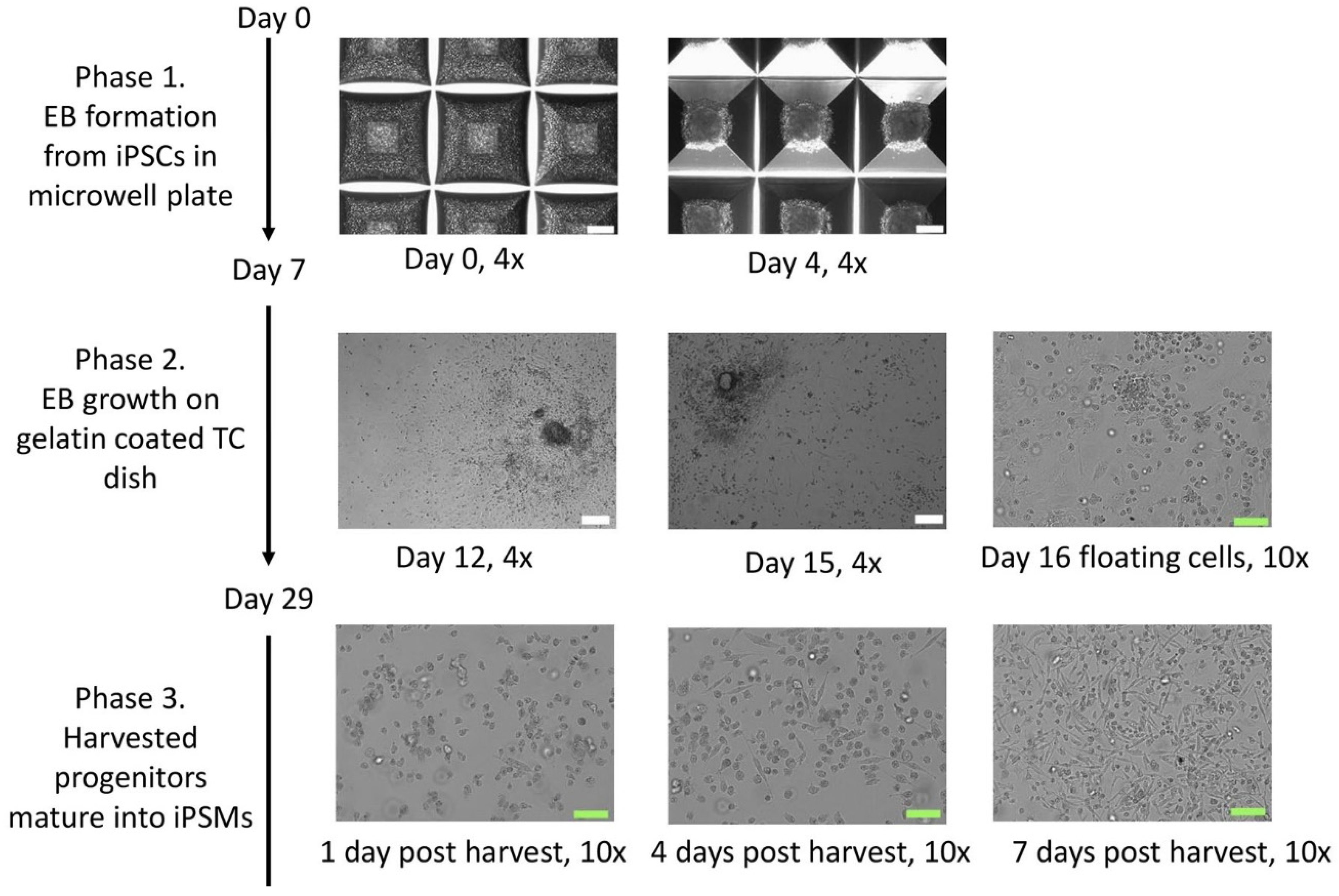 Biomedicines 13 00099 g002
