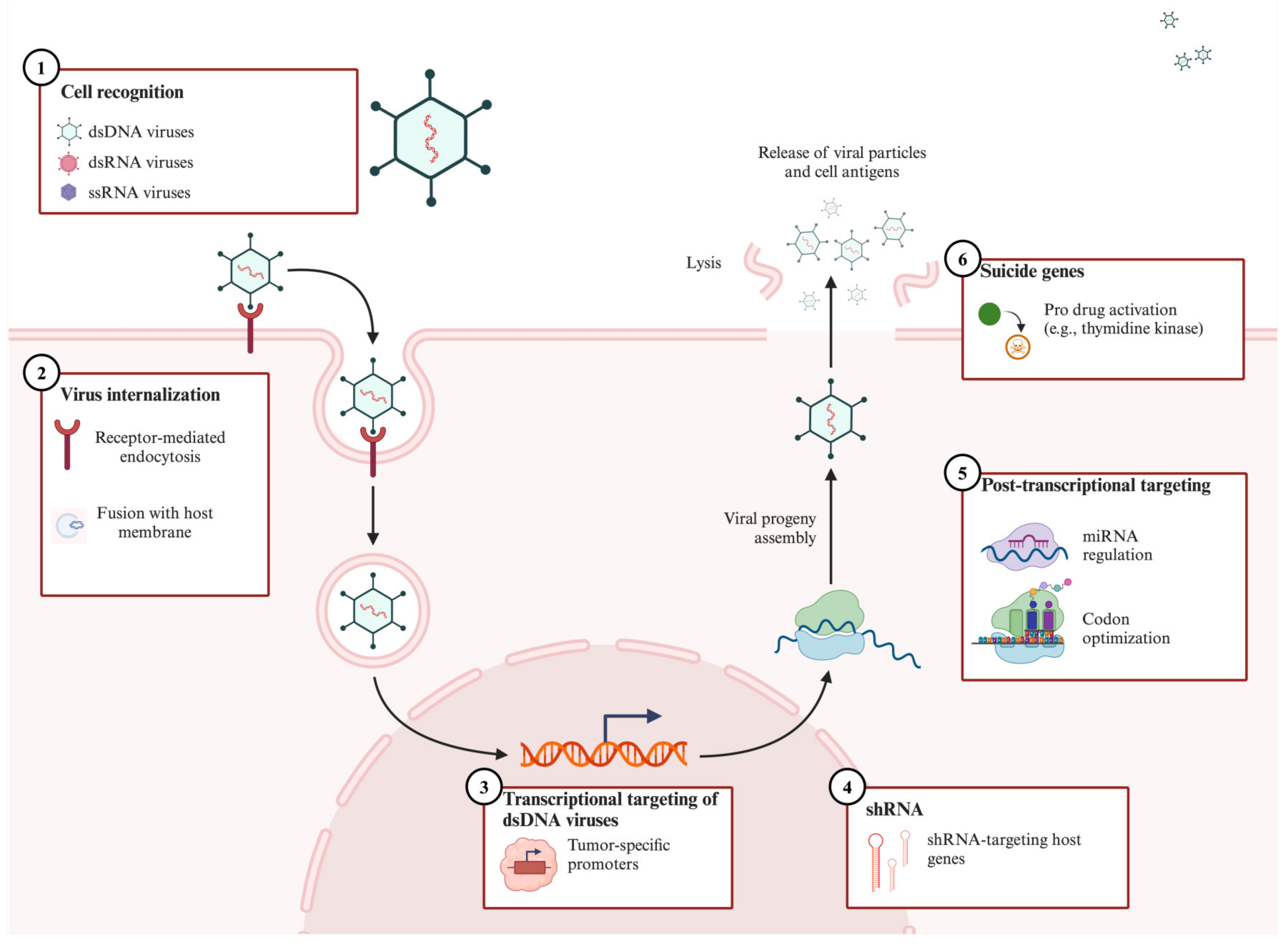 Biomedicines 13 00108 g003 Biomedicines 13 00108 g003
