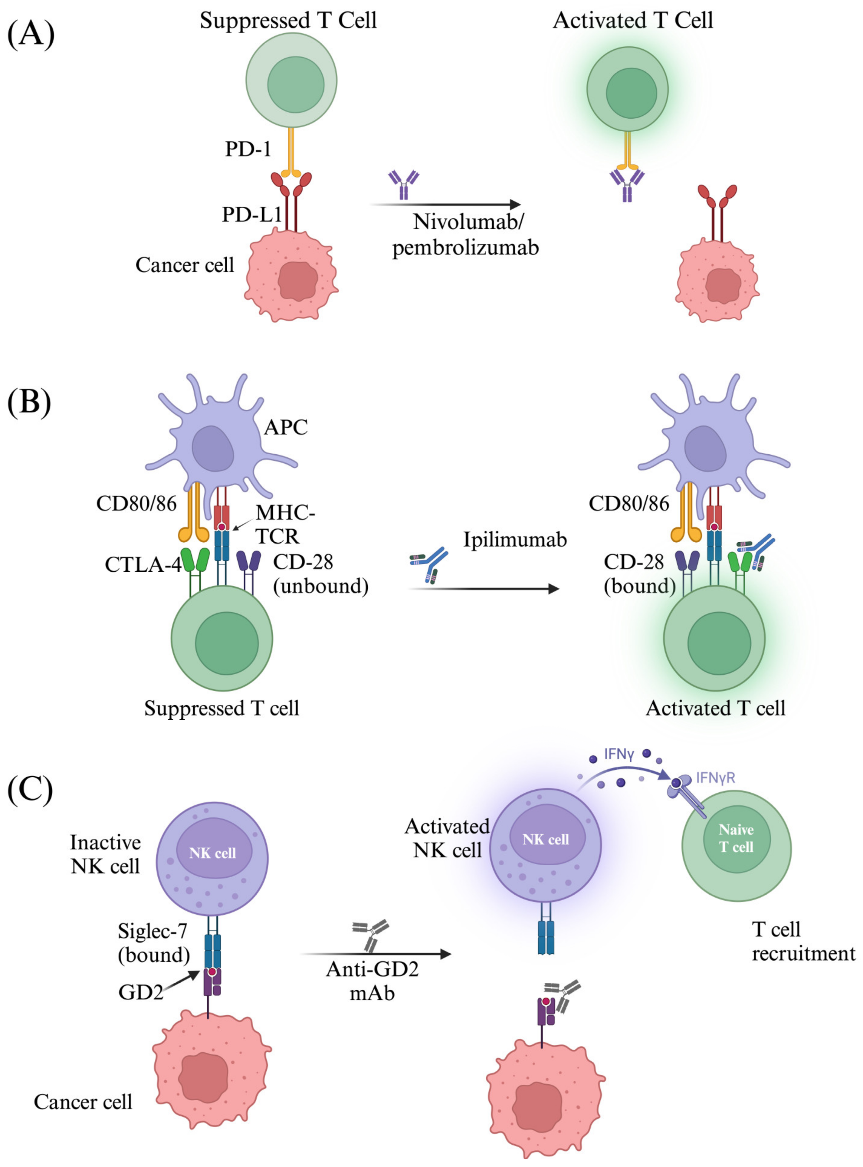 Biomedicines 13 00108 g007 Biomedicines 13 00108 g007