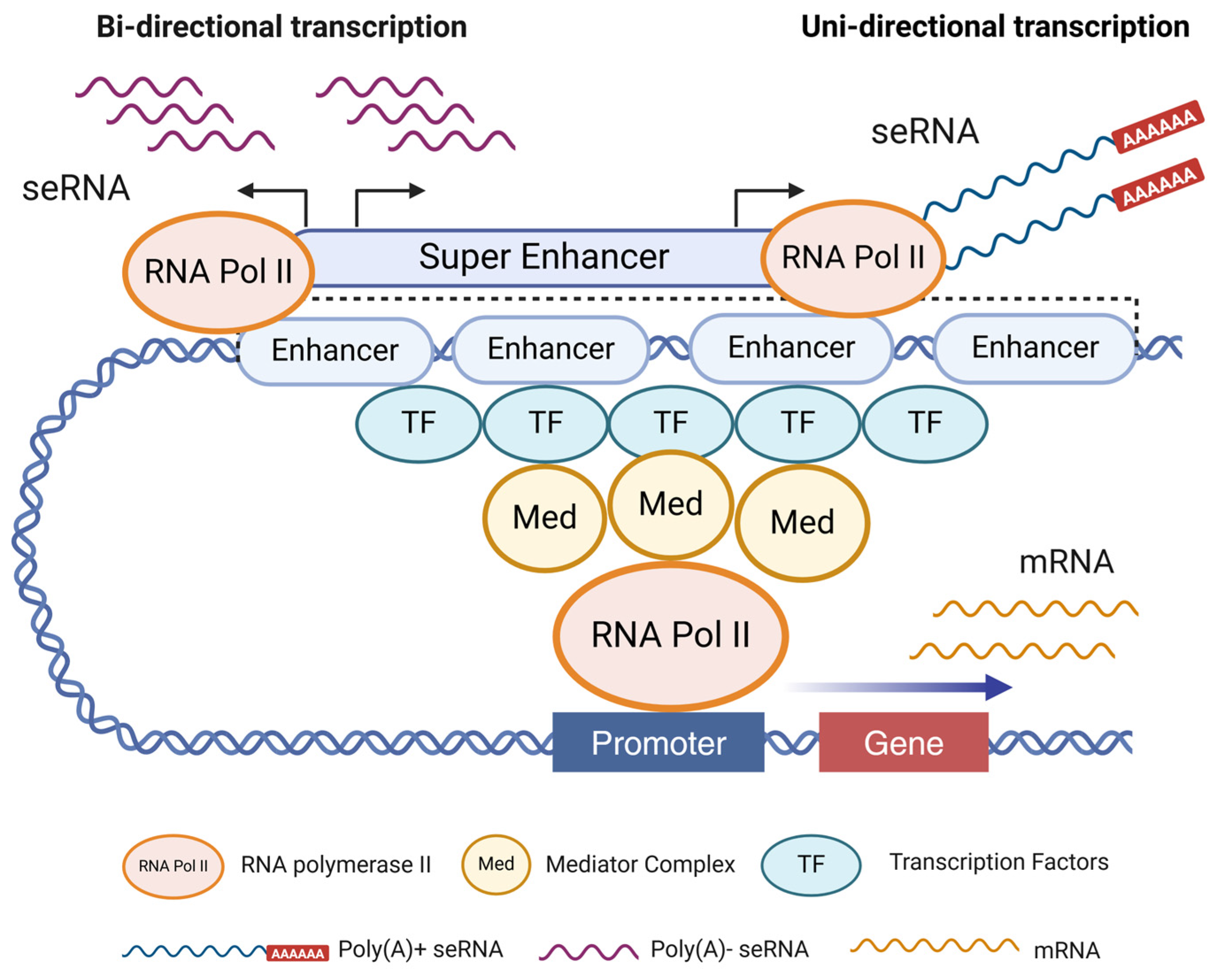 Biomedicines 13 00117 g002