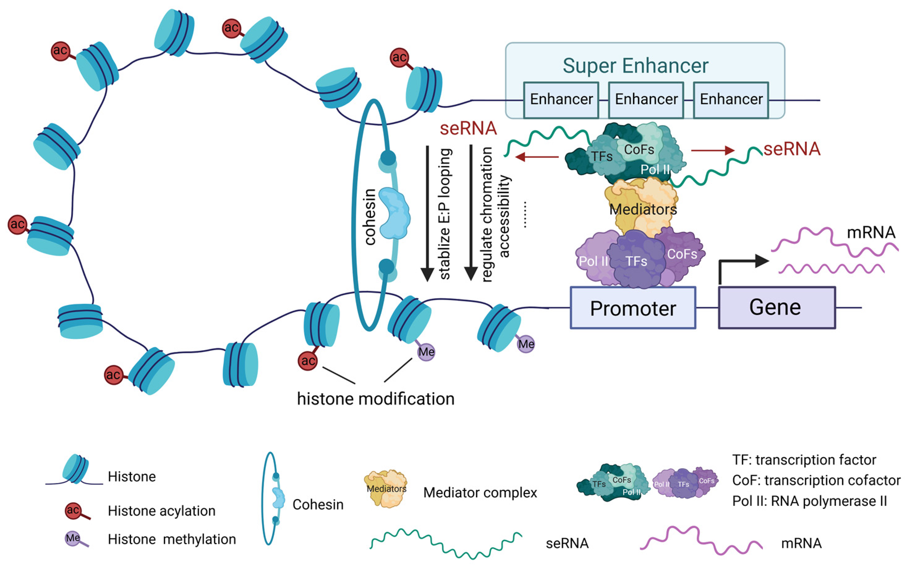 Biomedicines 13 00117 g003